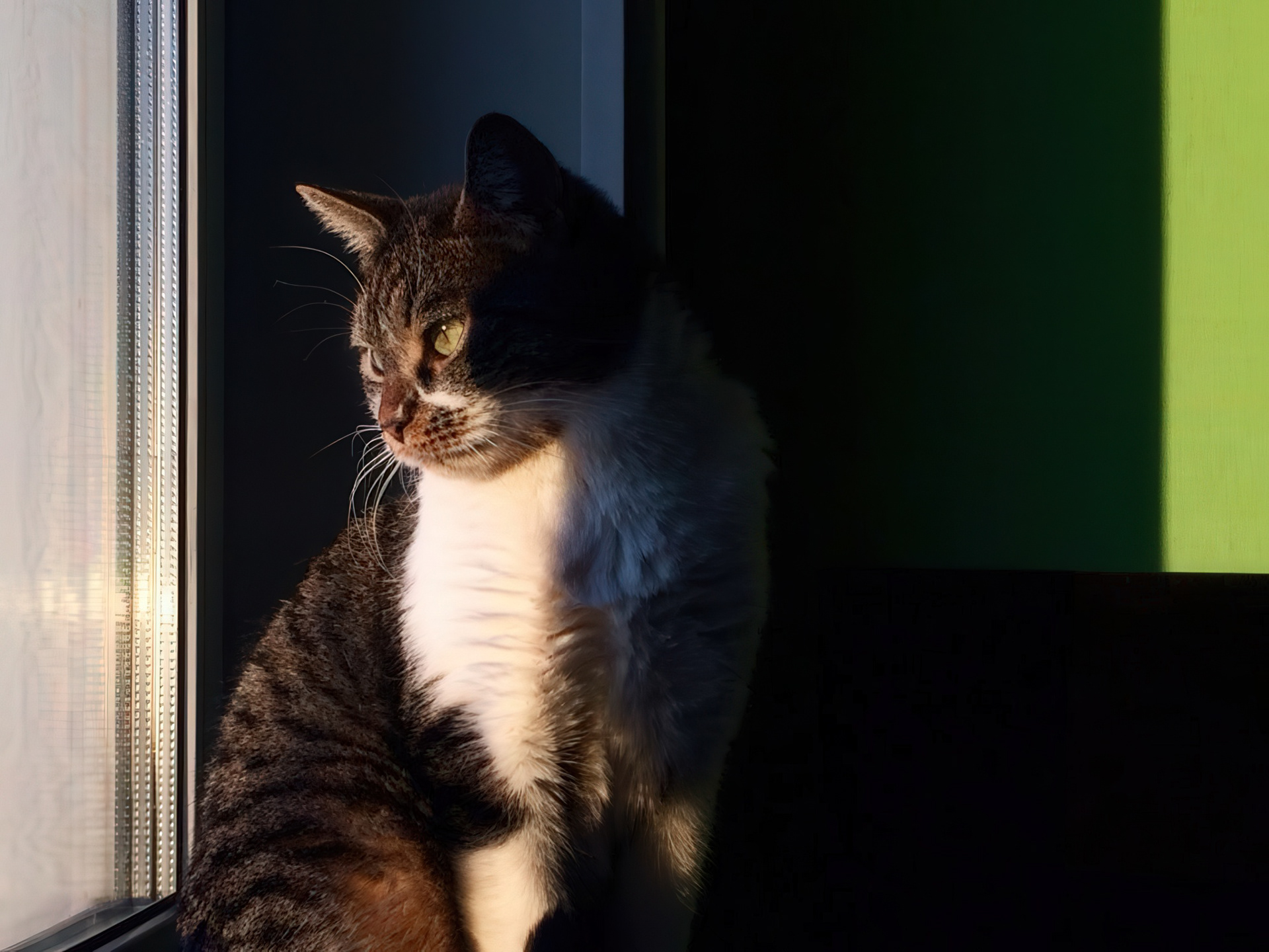 Schönberg the cat, 2018.