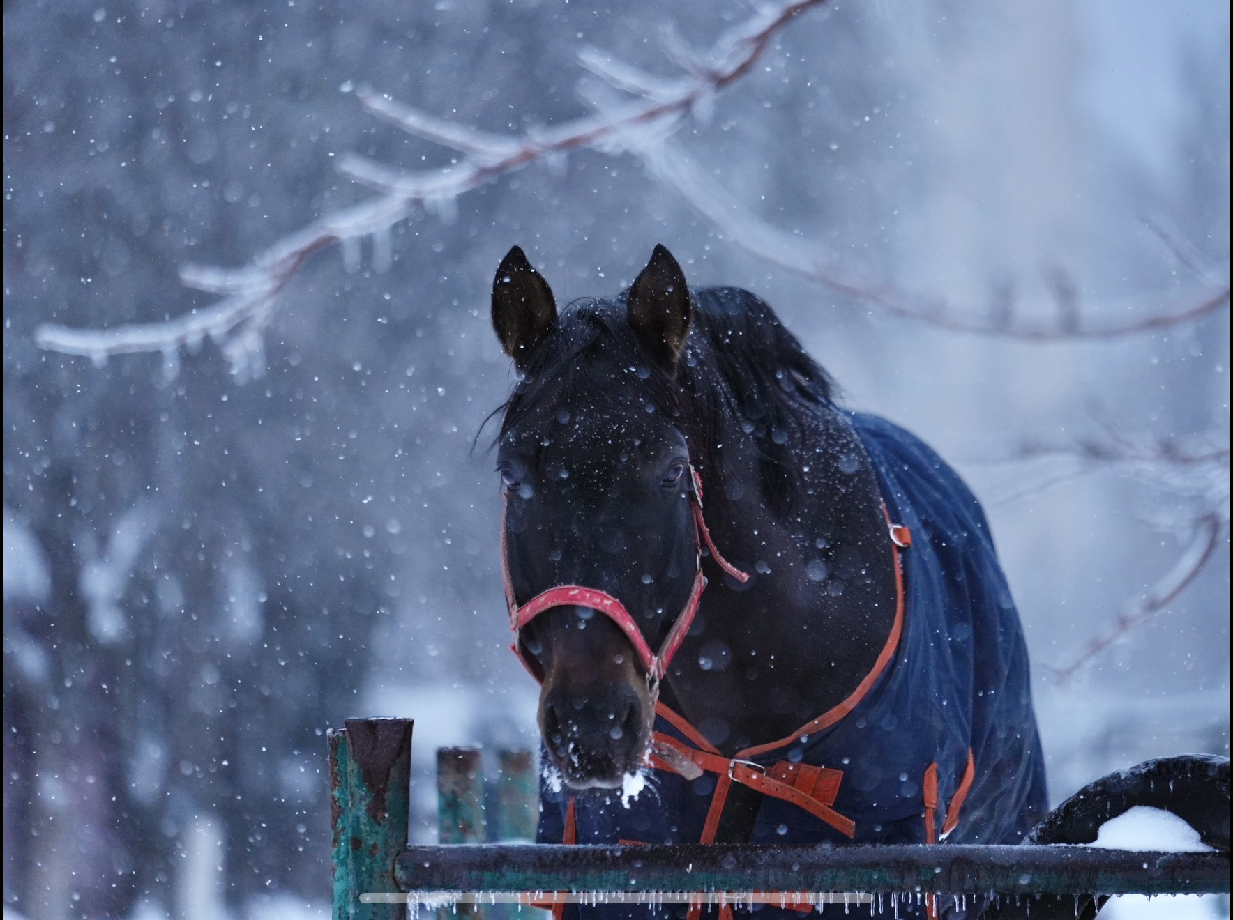 Warmblood gelding in Winter at Kyiv Racecourse, Kyiv, 2026.