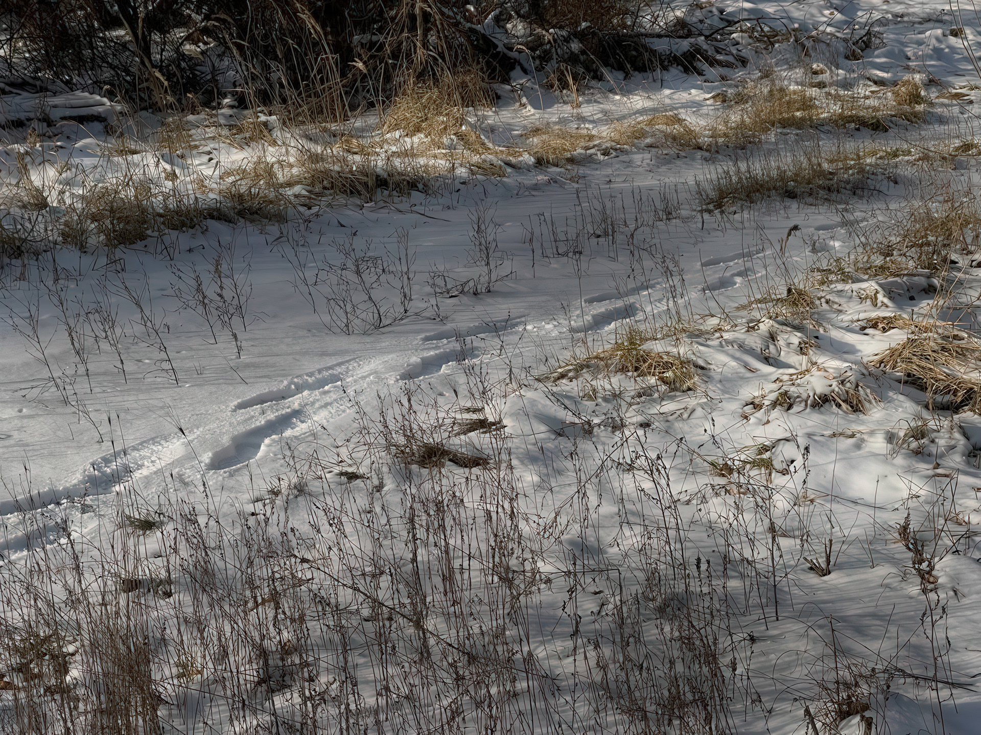 Tracks in the Snow, Khodosivka, Kyiv Oblast, 2023