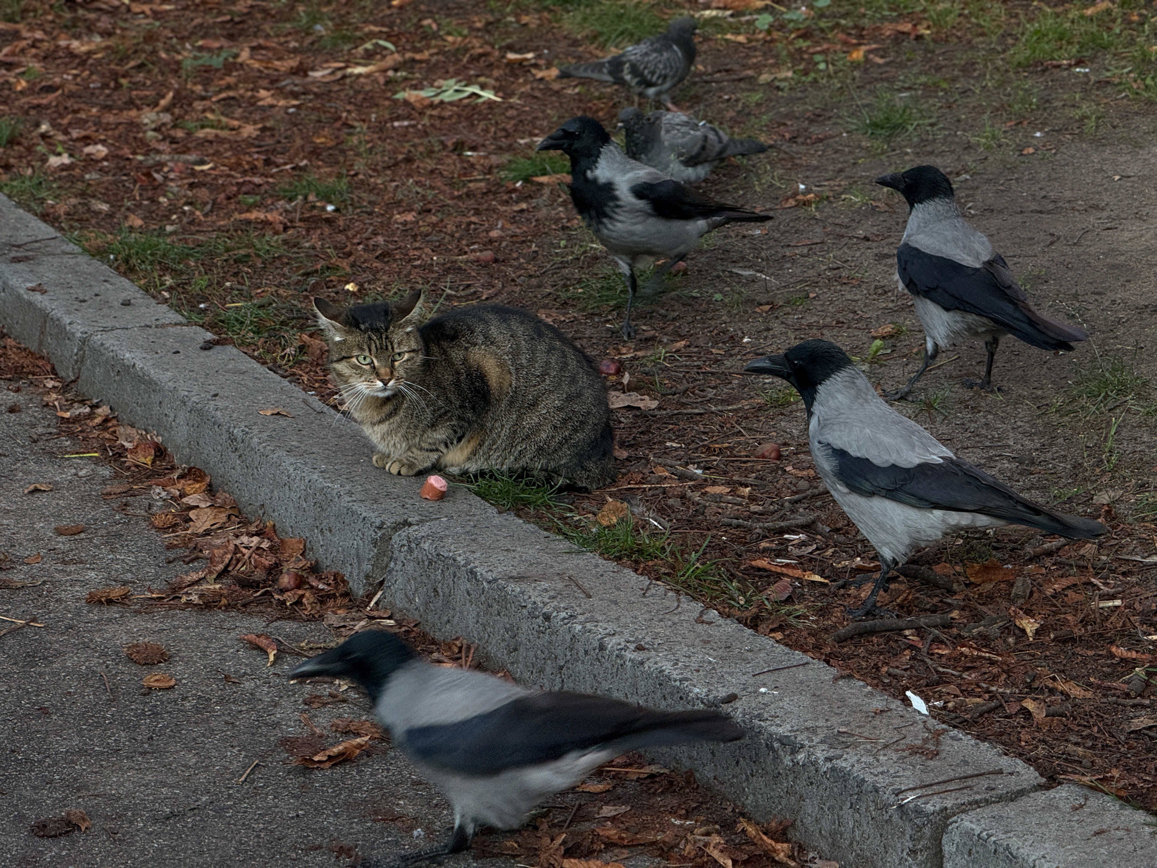 A Feast of Crows, Kyiv, 2025