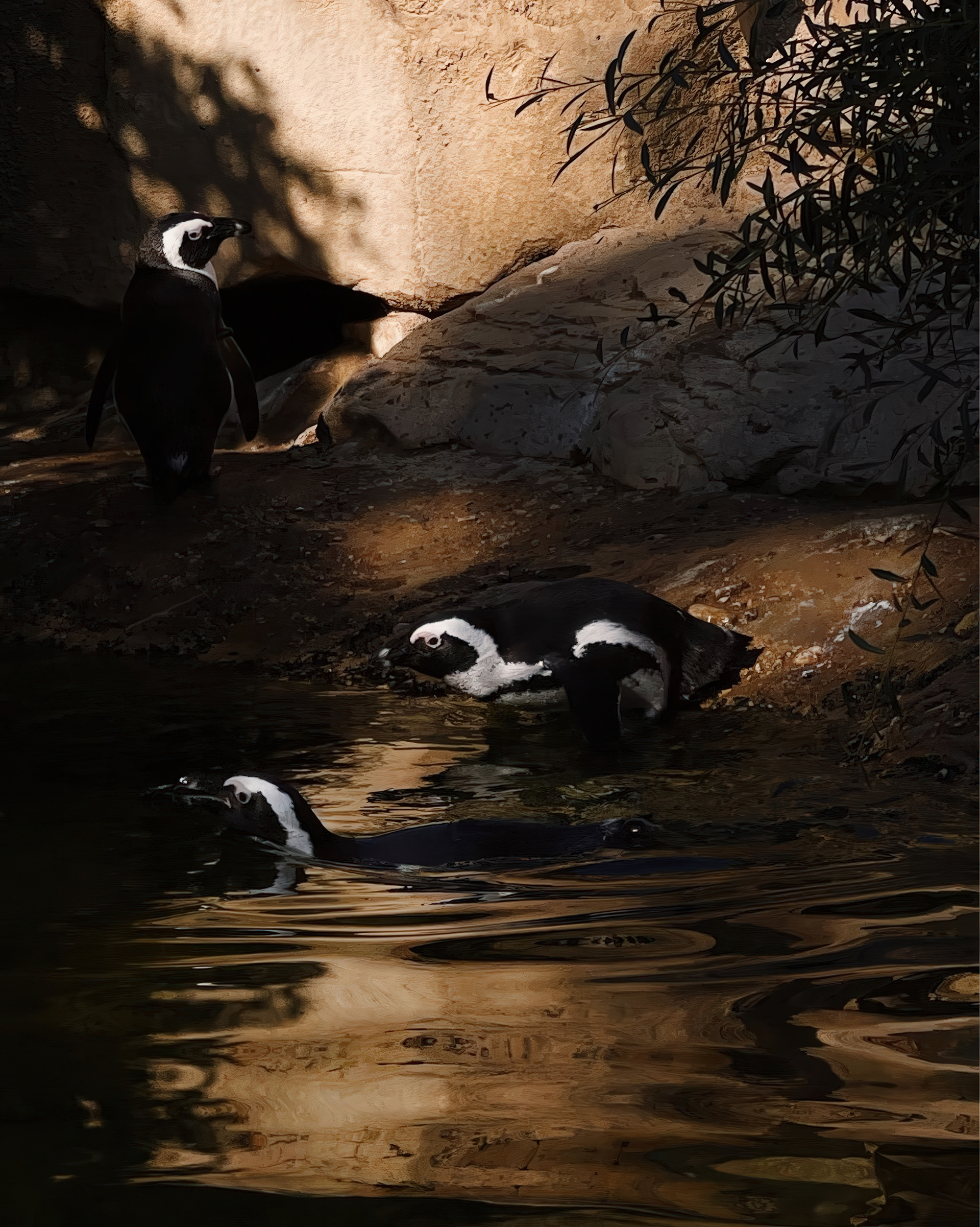 African Penguins. Tierpark Berlin 2024.
