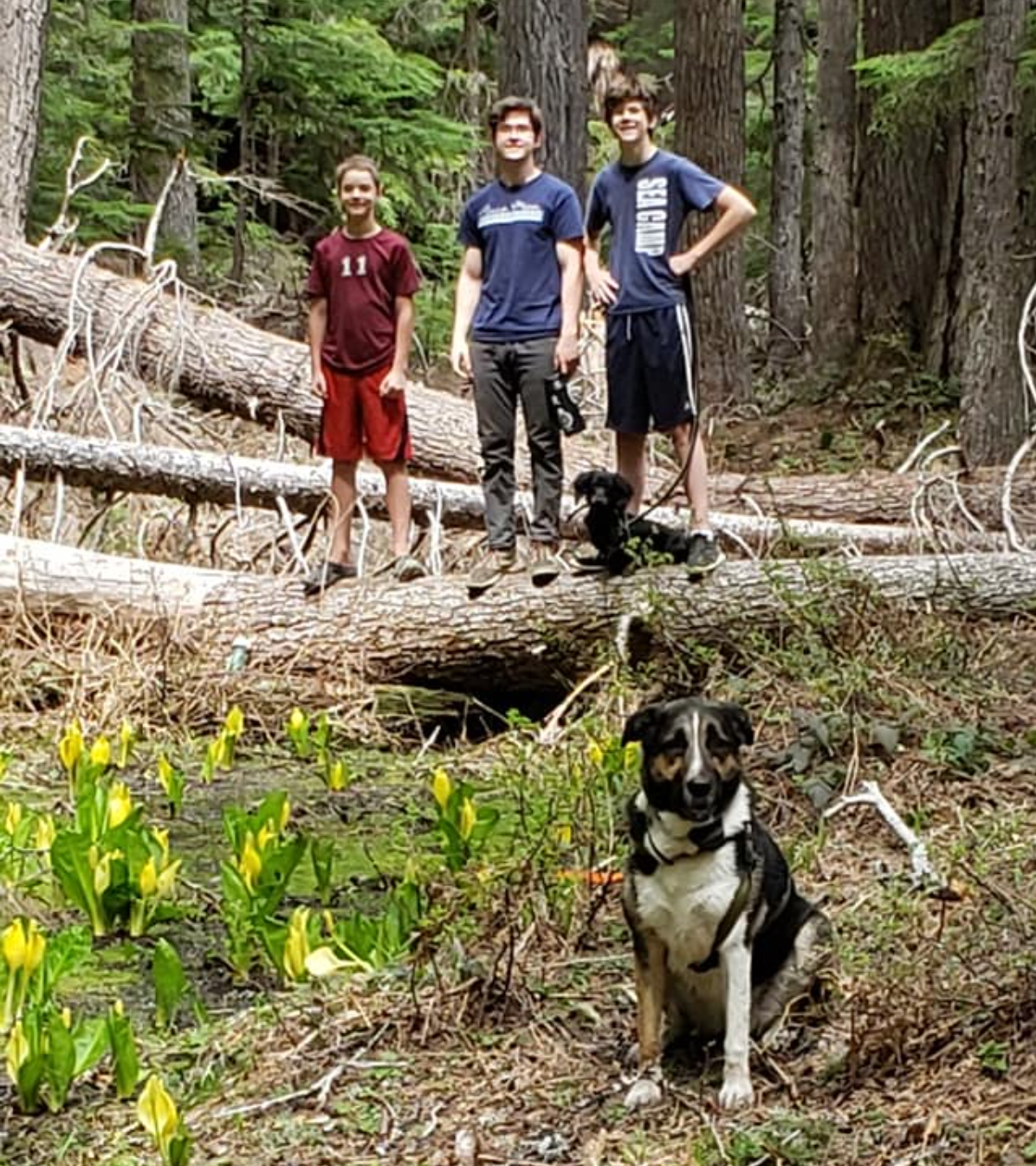 National Creek Falls