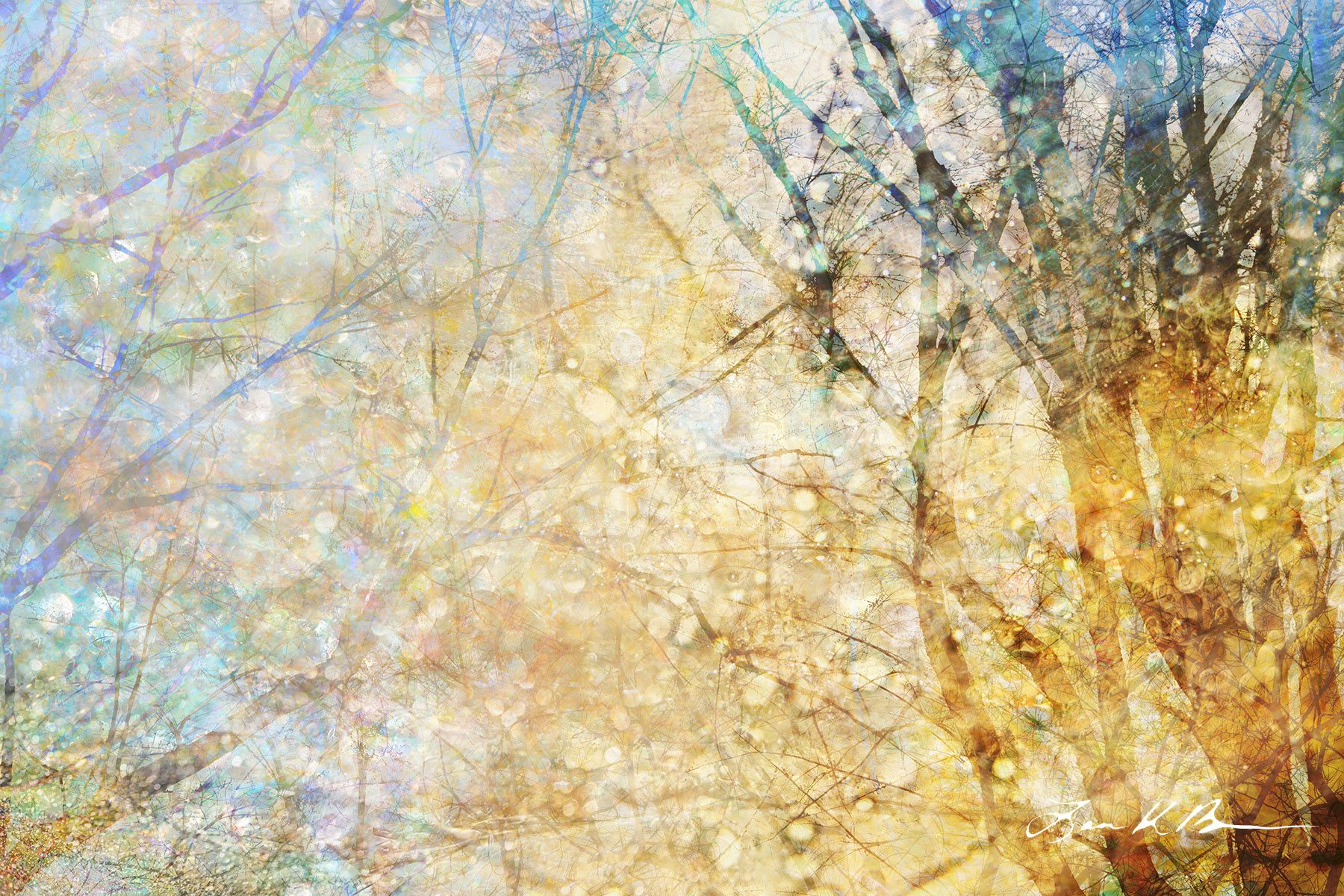 Aerenchyma: Internal Spaces
