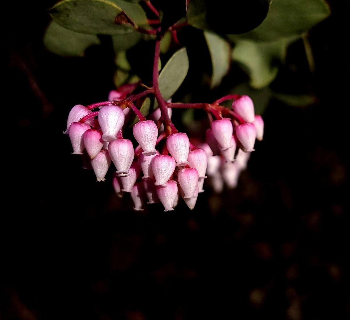 Manzanita Flower