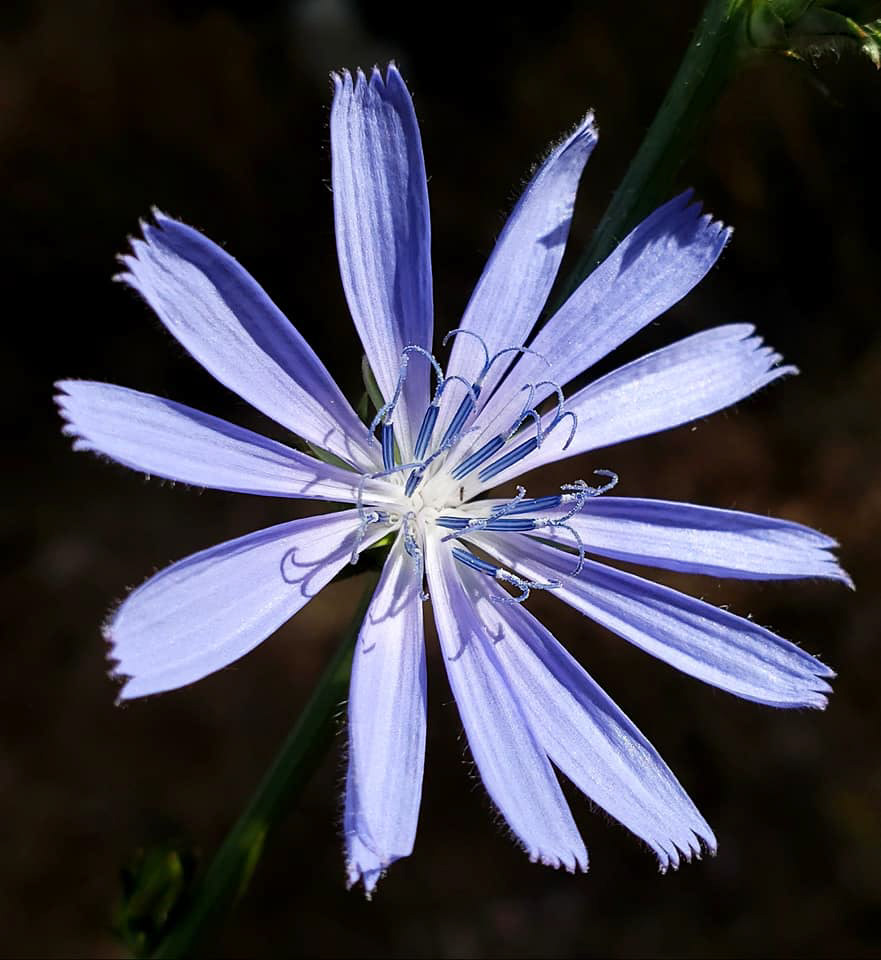 Chickory