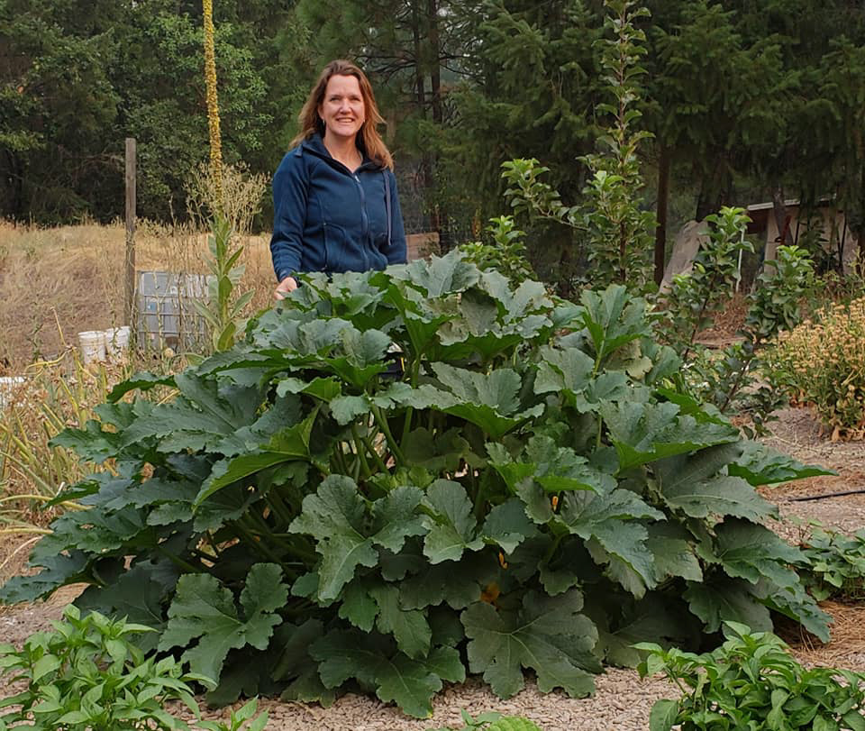 Zucchini