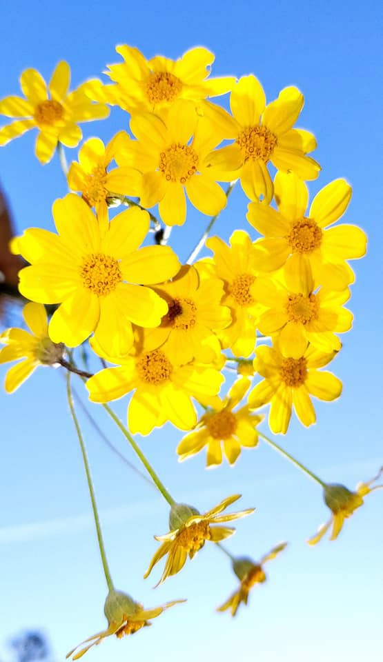 Oregon Sunshine