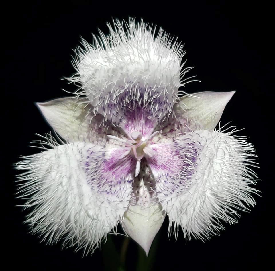 Tomie's Mariposa Lily