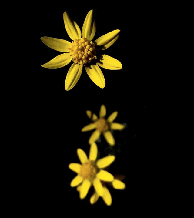 Spring Gold