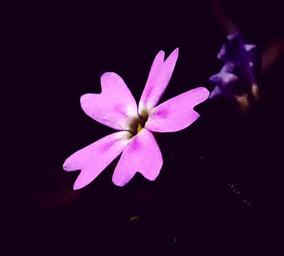 Phlox