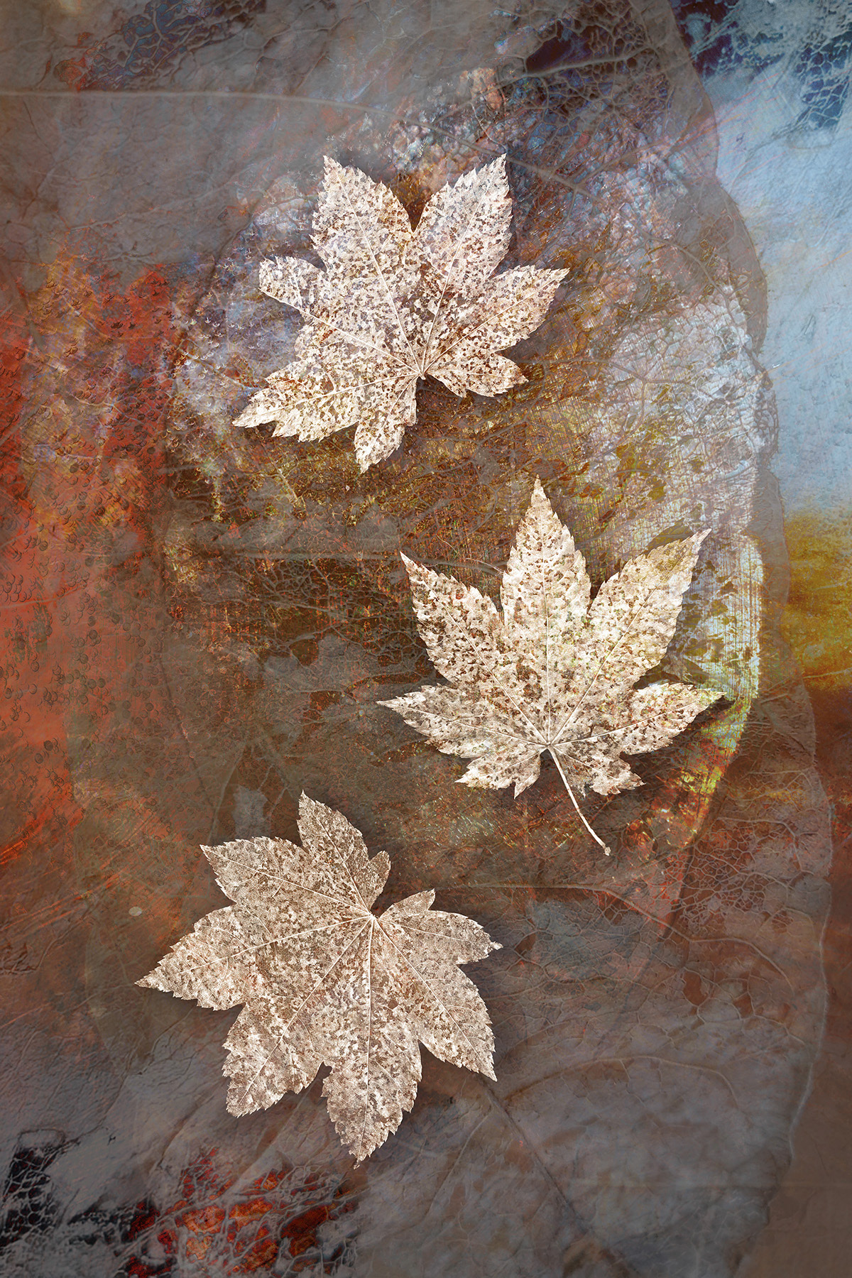 Vine Maple: Infinitesimal Layers
