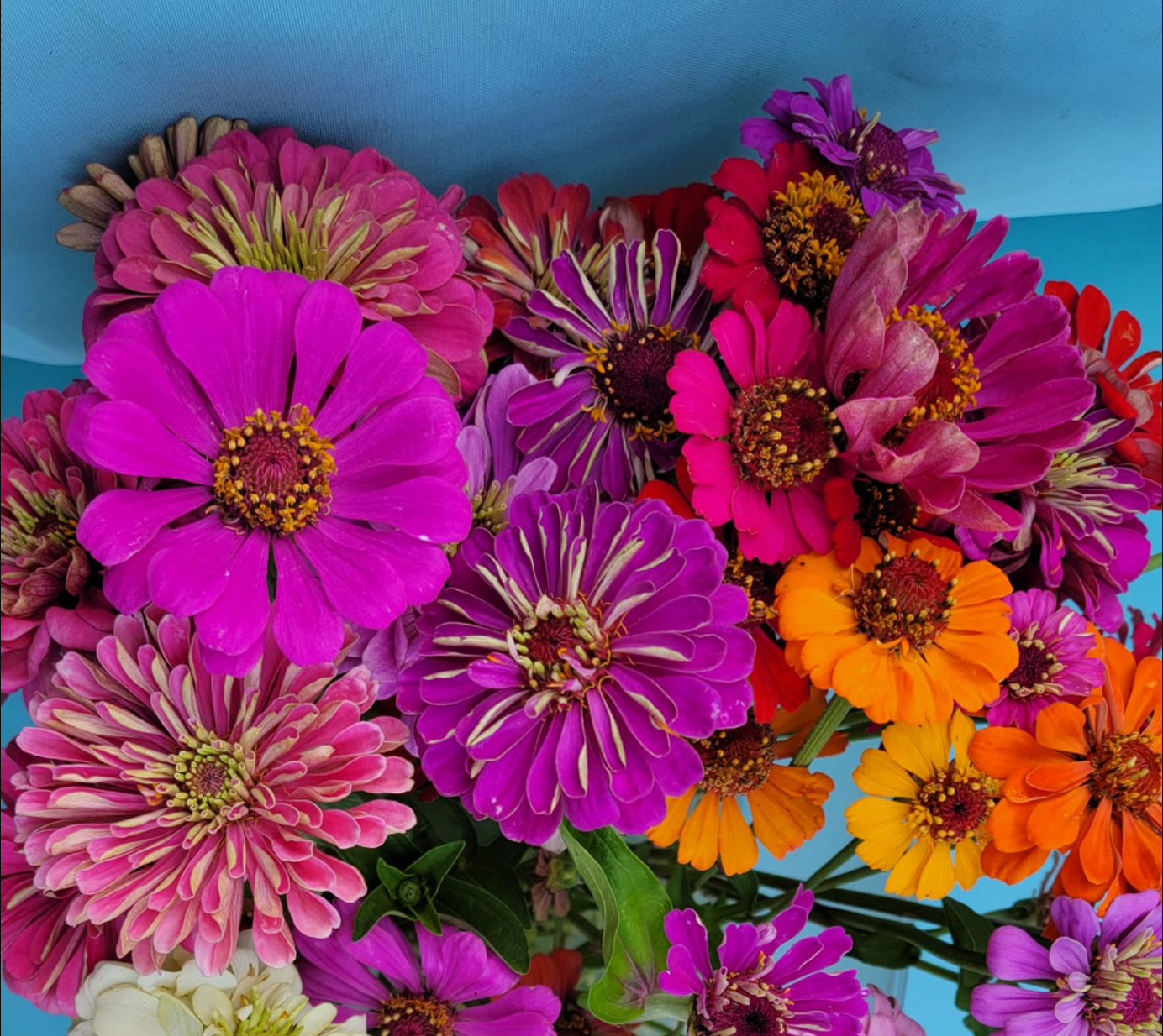 Zinnia