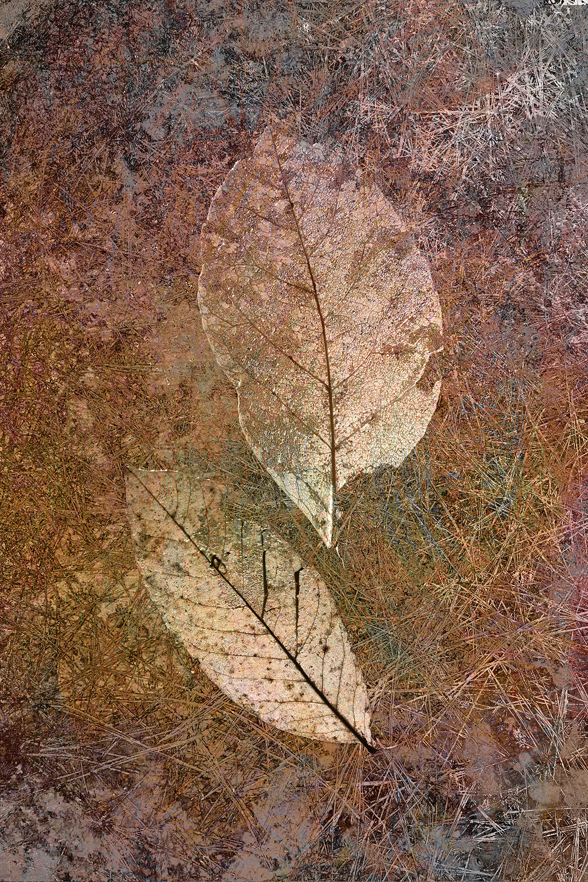 Inherent Fall No. 2: Translucence