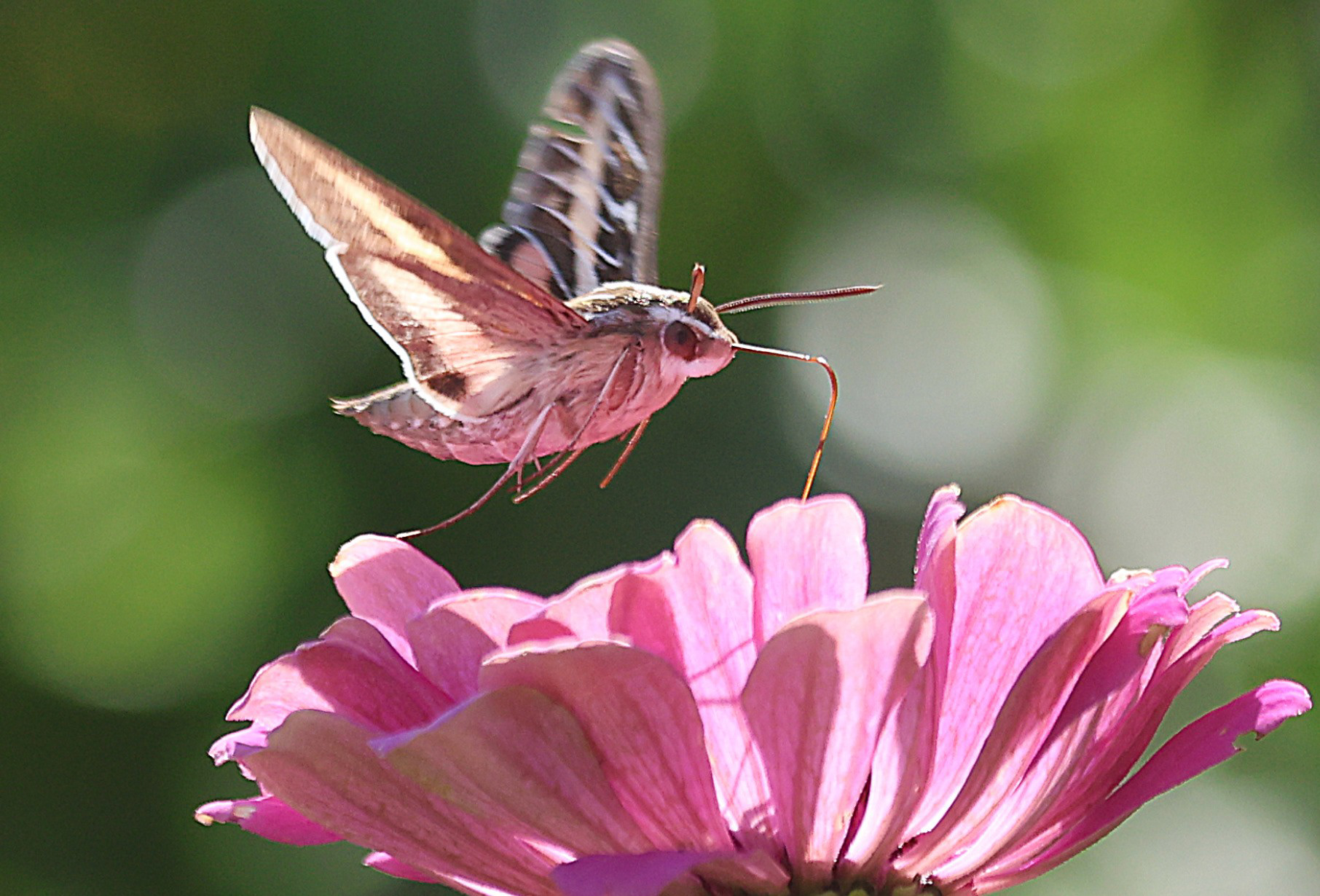 Hummingbird Hawk-moth