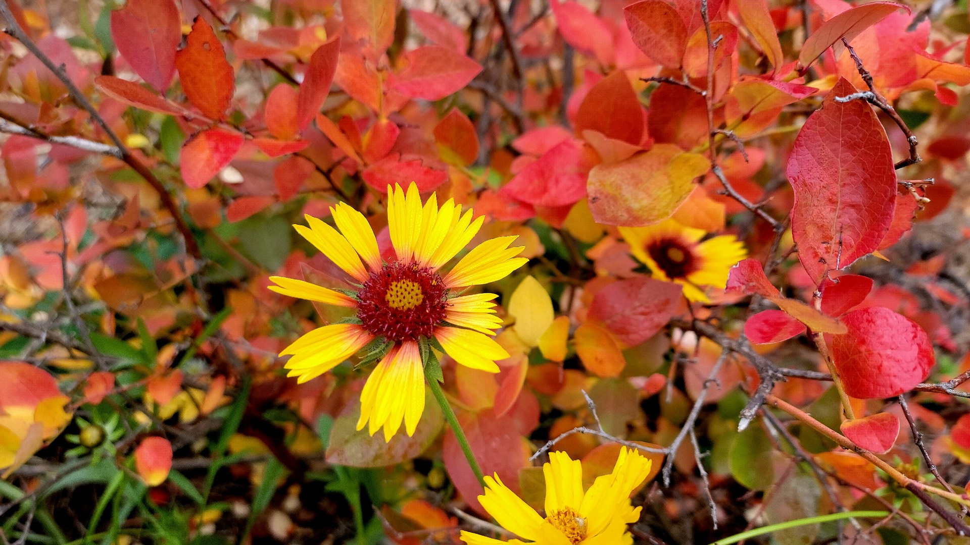 Blanketflower & Blueberry