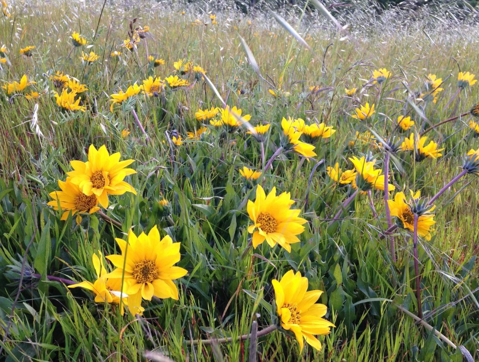 Mule's Ears