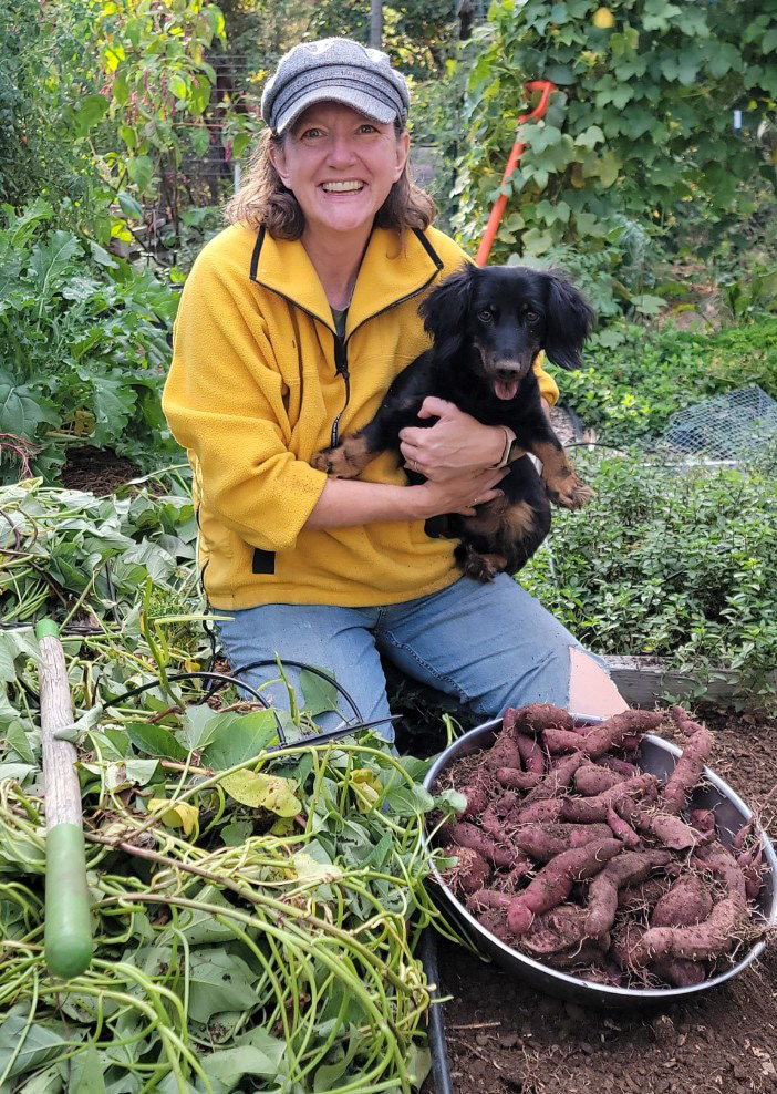 Sweet Potato Harvest