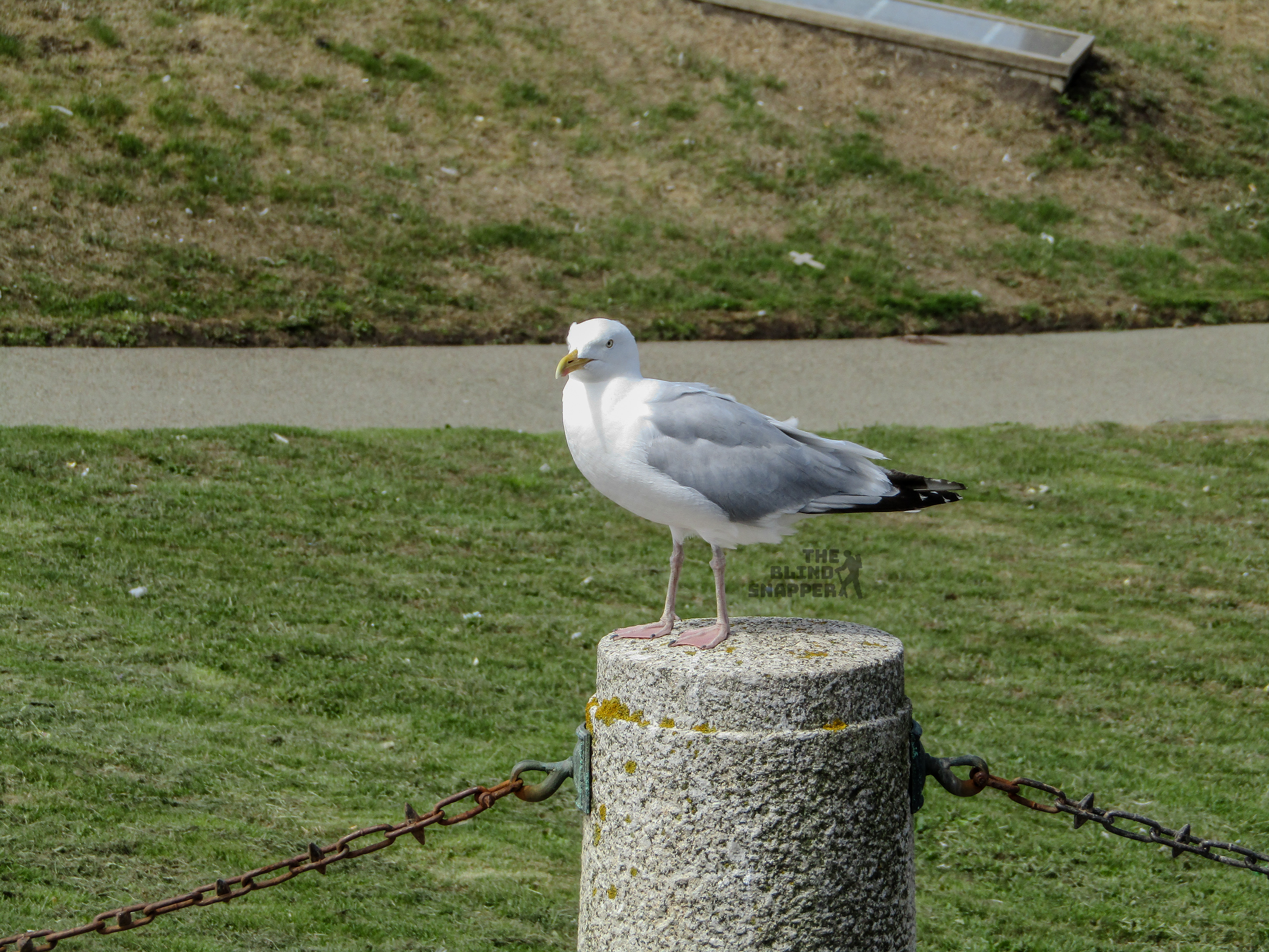A seeagull waiting for food near North Pier