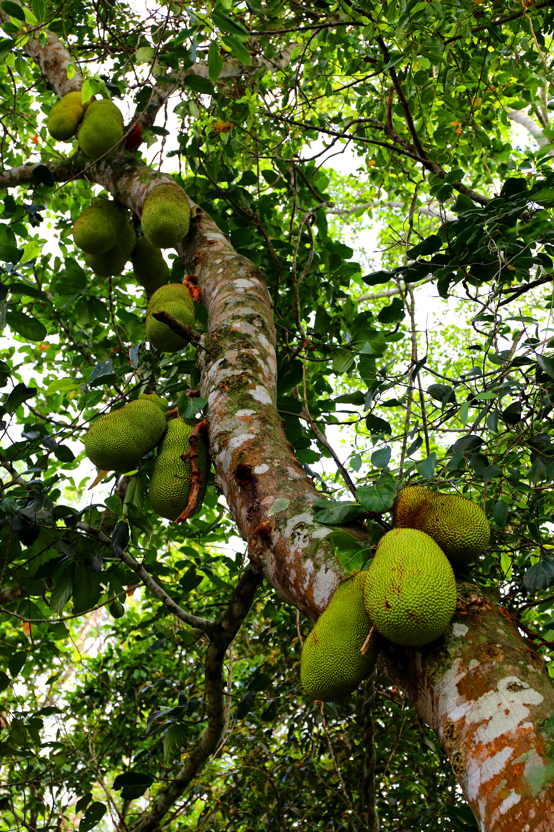 Jackfruit tree