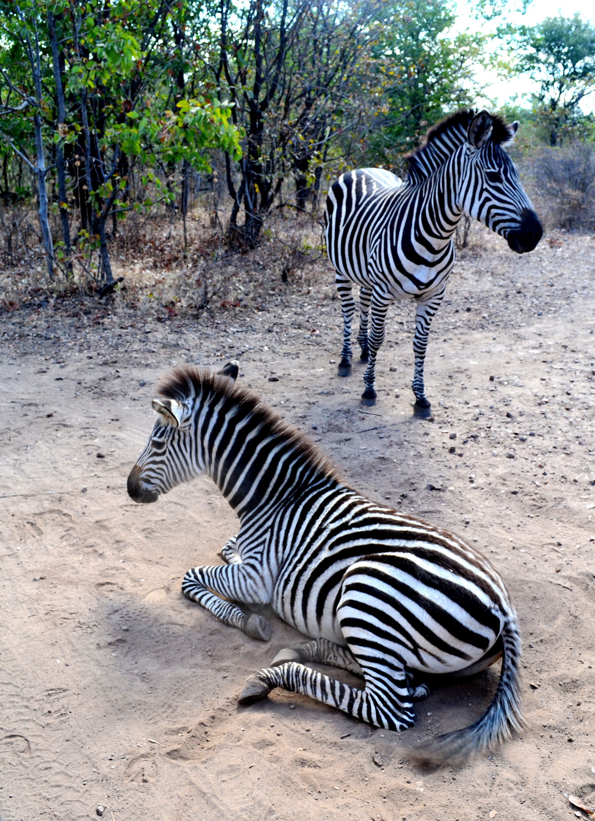 Zambia