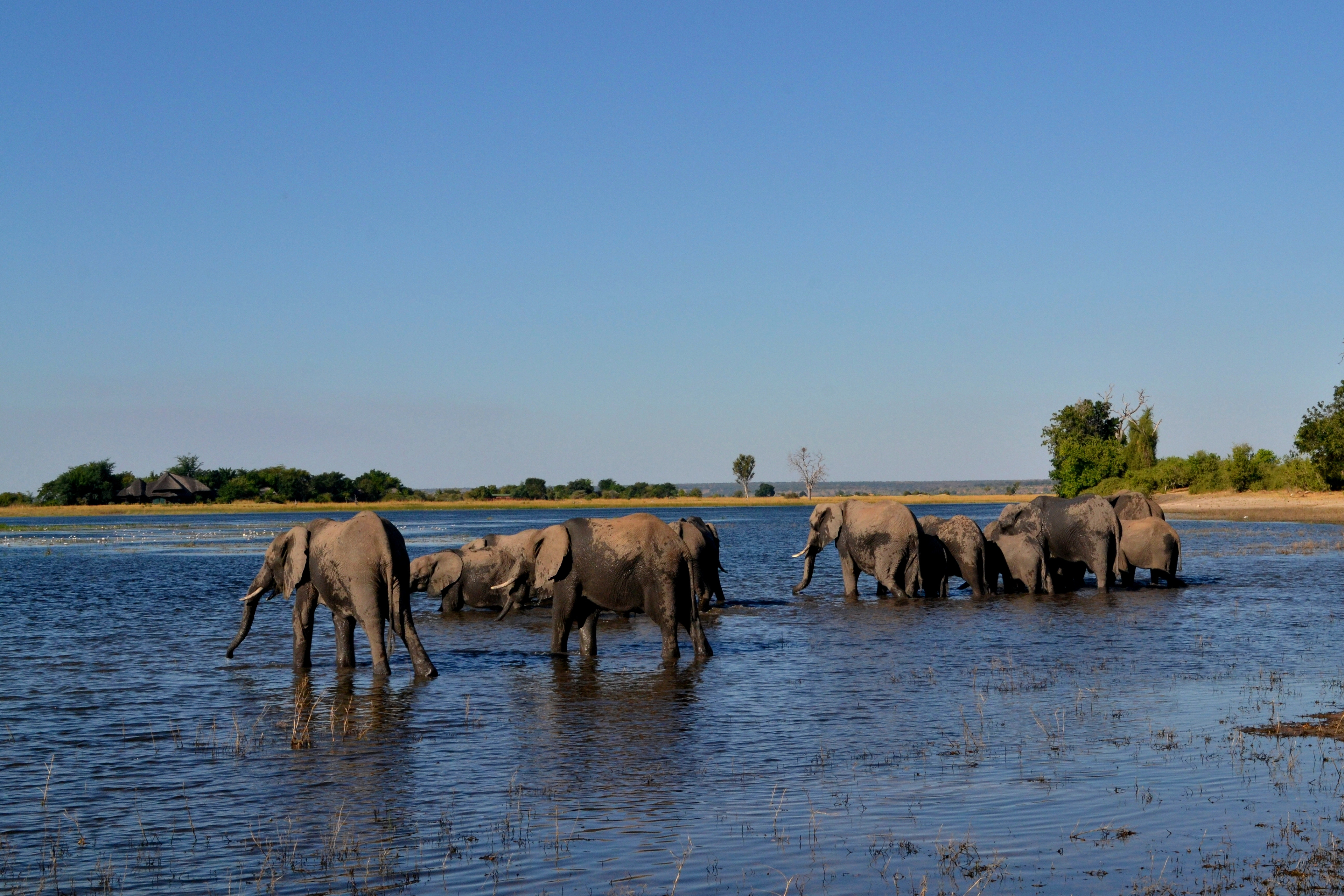 Chobe
