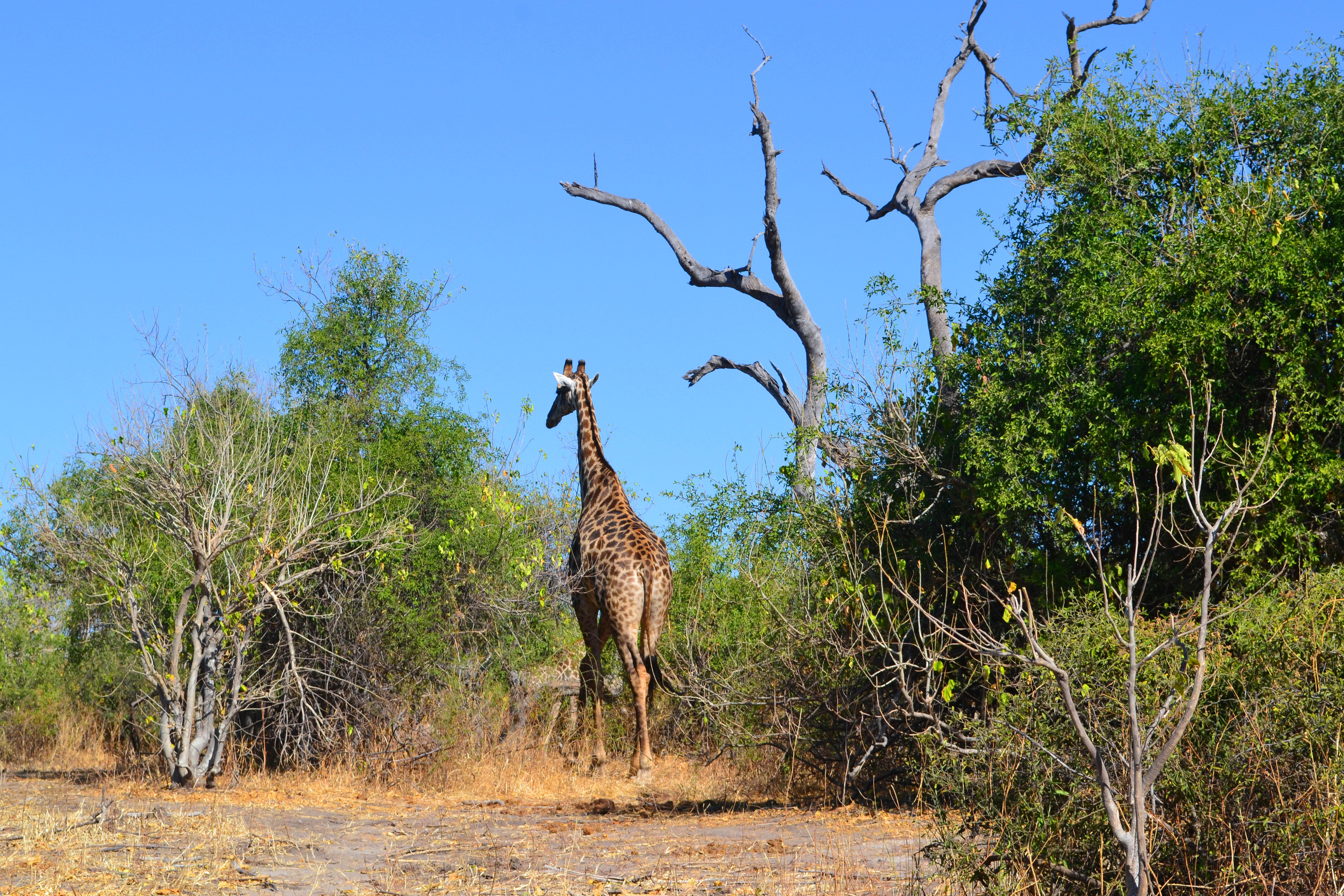 Chobe