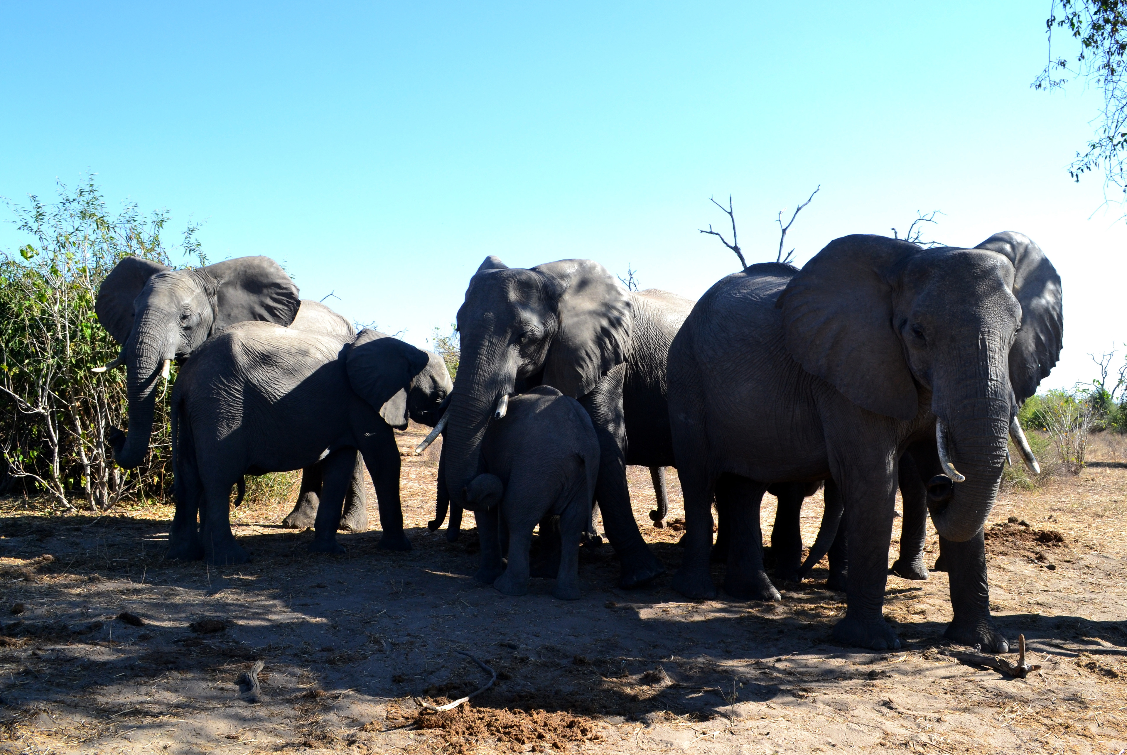 Chobe