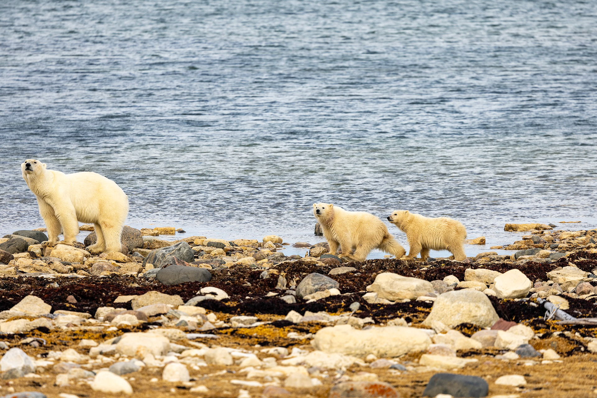 2025 october mother polar bear with two cubs sniffing the air tundra lodge adventure churchill manitoba canada © copyright-lewis-a-collins-photographer-! http://lewiscollins.com.au