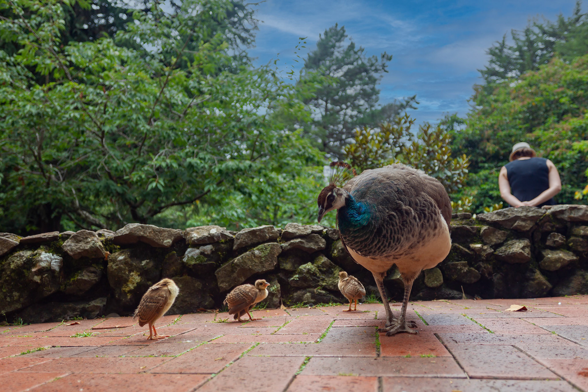 2015 january peacock bird three chicks cataract gorge launceston tasmania australia  © copyright-lewis-a-collins-photographer-!http://lewiscollins.com.au