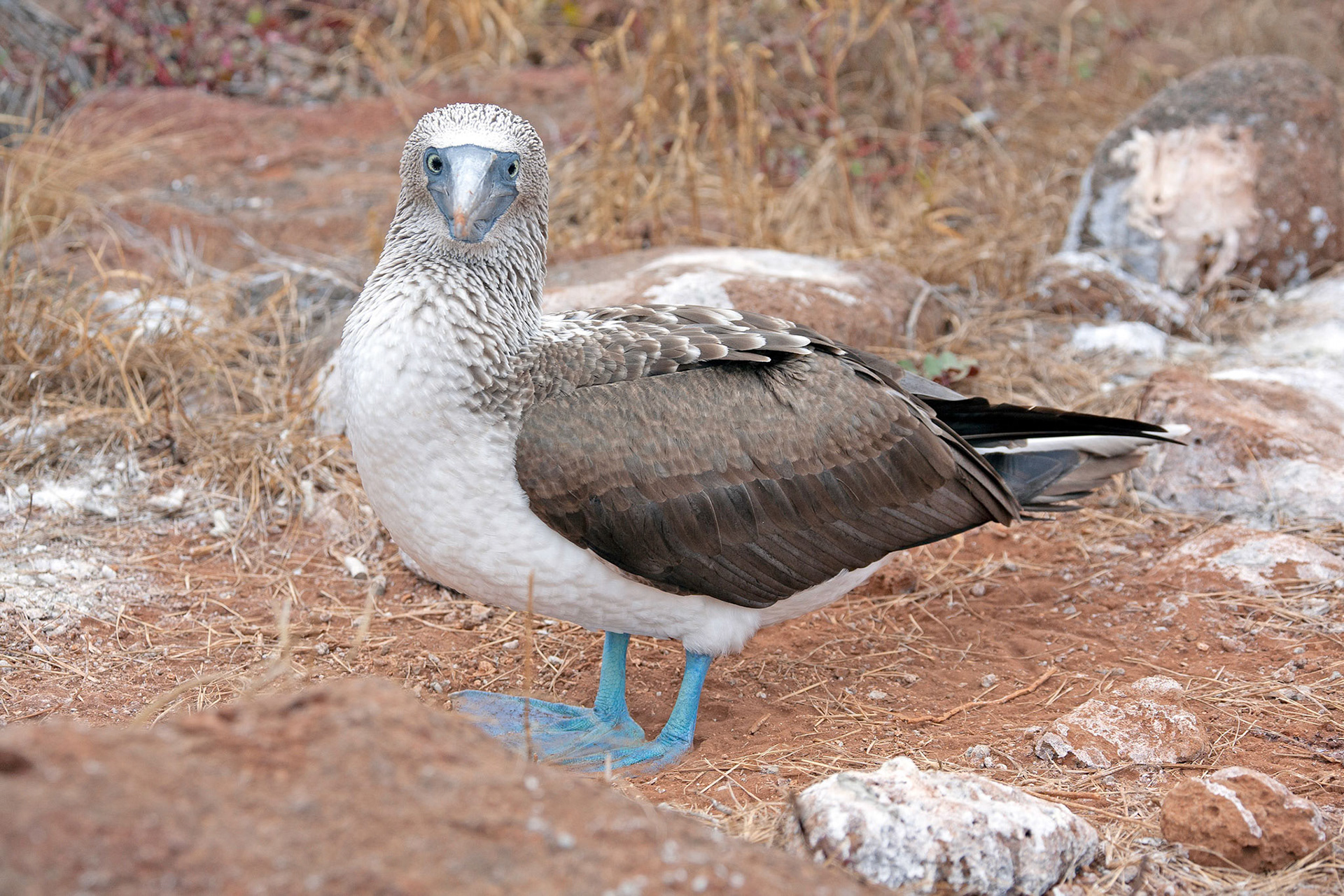 back of blue fotted boobie standing on rock galapagos islands