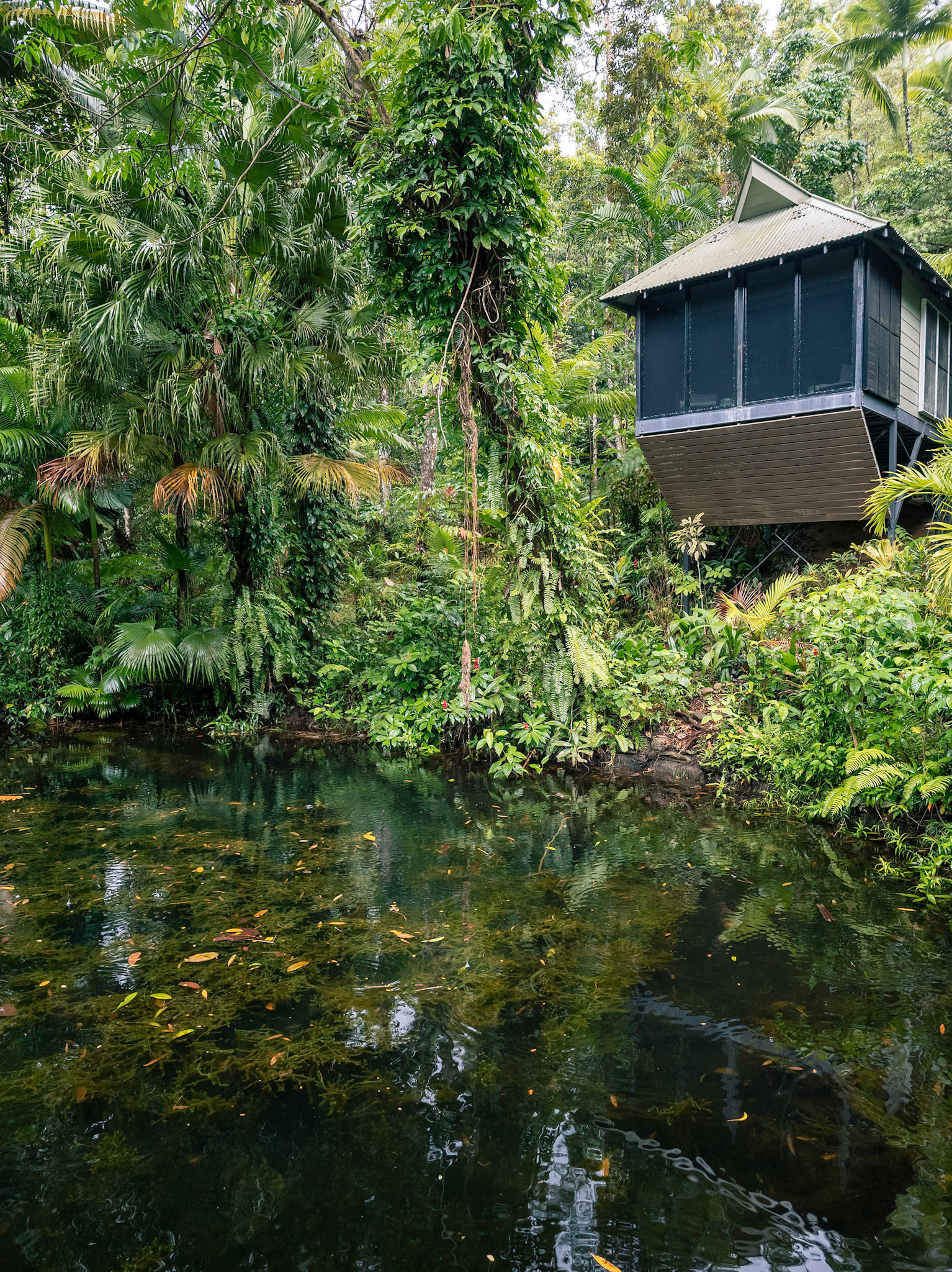 2024 november cabin in daintree ecolodge daintree village beautiful hideaway© copyright-lewis-a-collins-photographer-!http://lewiscollins.com.au