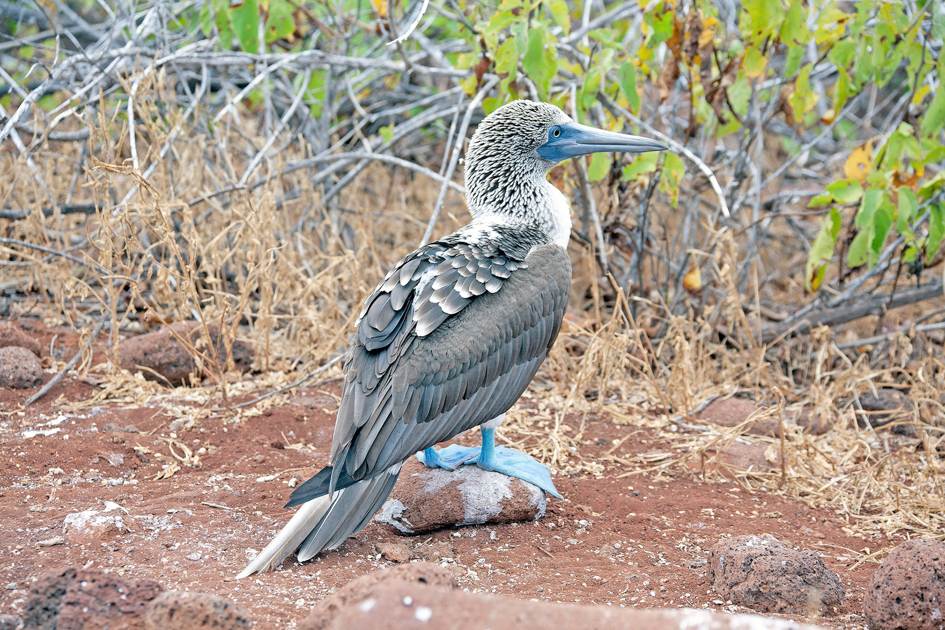 blue fotted boobie standing galapagos islands© copyright-lewis-a-collins-lcpmtl-! http://lewiscollins.com.au