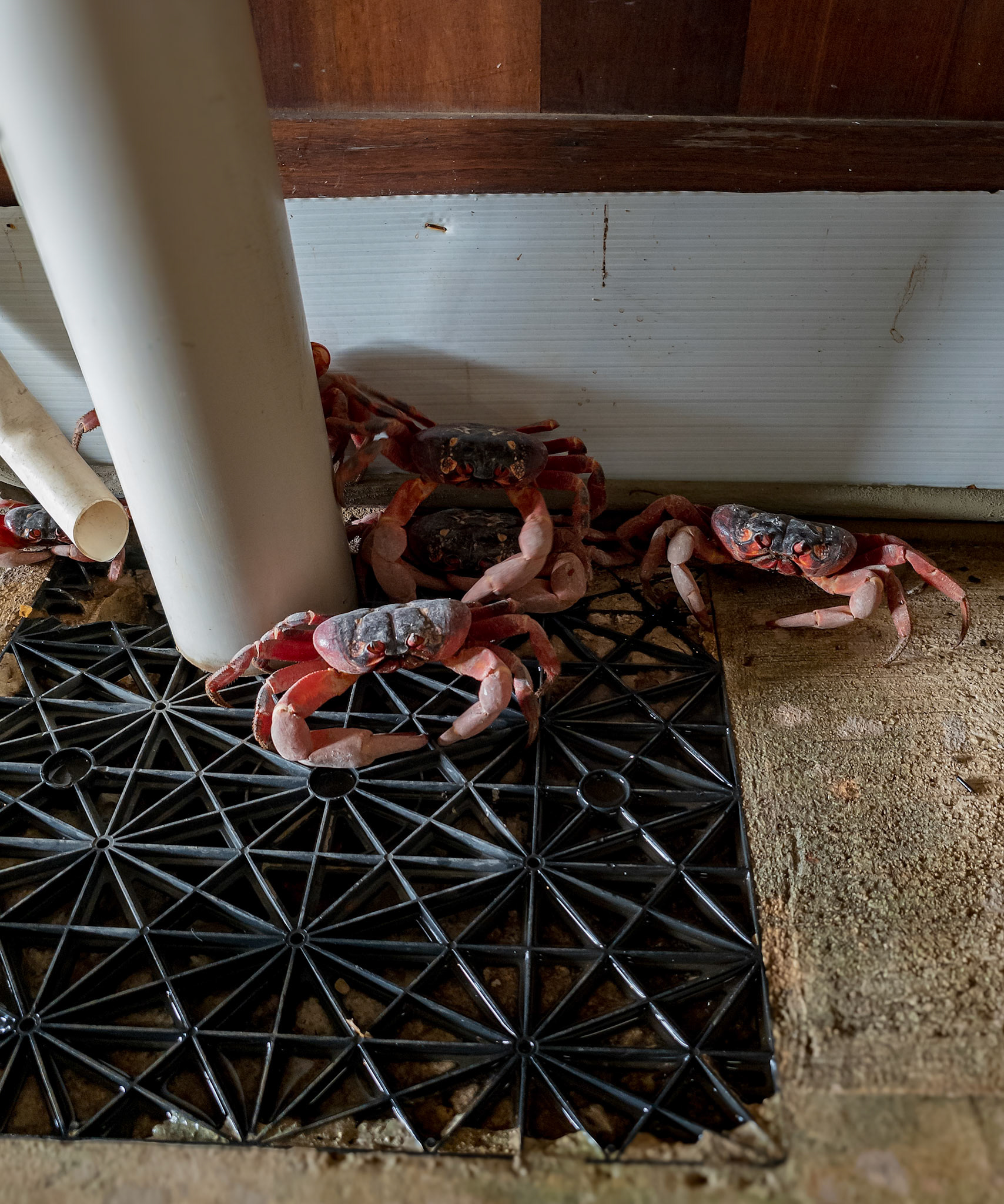 2023 november red crabs migration cocos keeling islands perth australia,© copyright lewis a collins ! http://lewiscollins.au