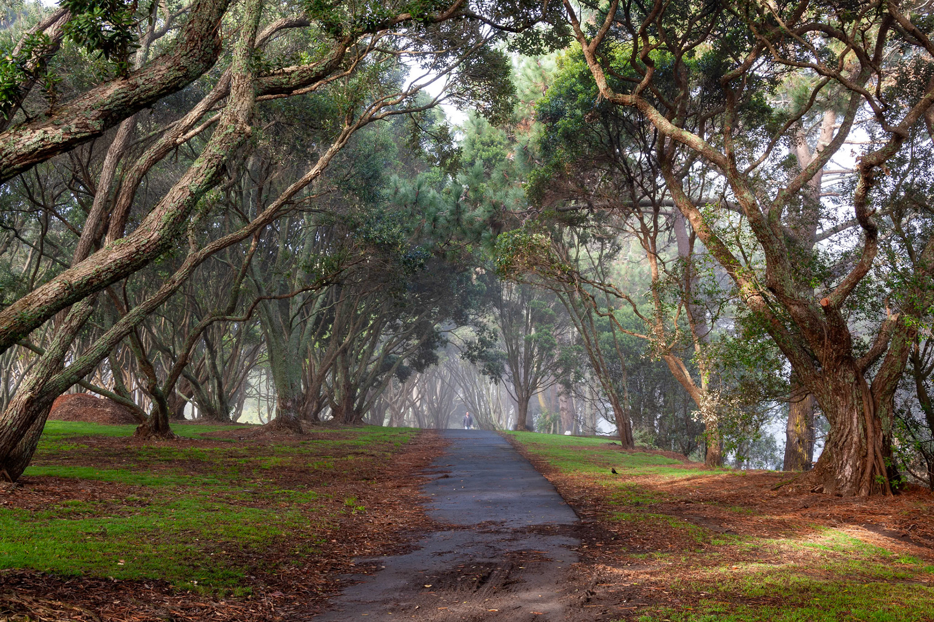 foggy white morning distant person walking walkway through leaning curved trees lined pathway green grass white feathery cloud tarsealed path