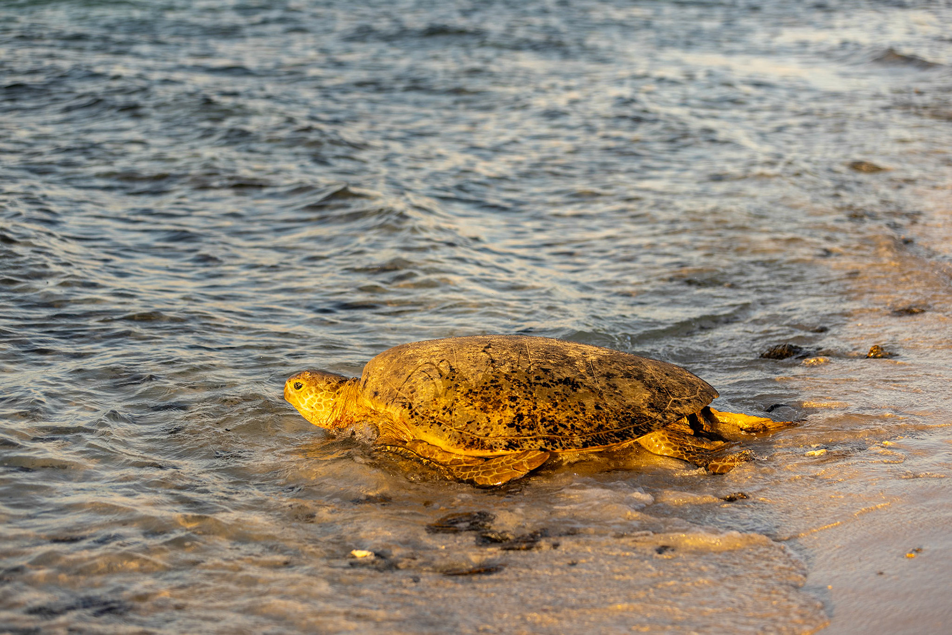 2024 february green sea turtle heading into ocean after nesting heron island on the great barrier reef australia, © copyright lewis a collins ! http://lewiscollins.au