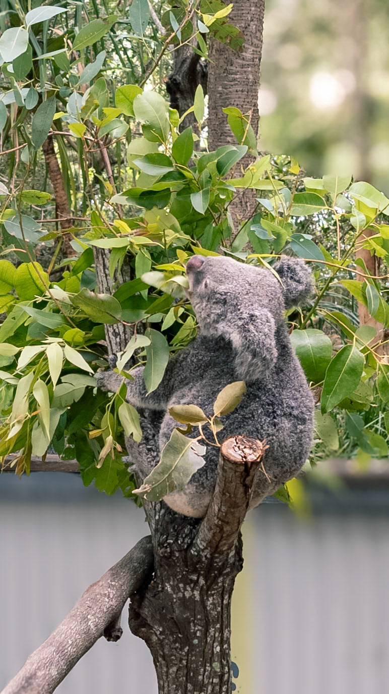 2024 march koala tree eating magnetic island townsville on the great barrier reef australia, © copyright lewis a collins ! http://lewiscollins.au