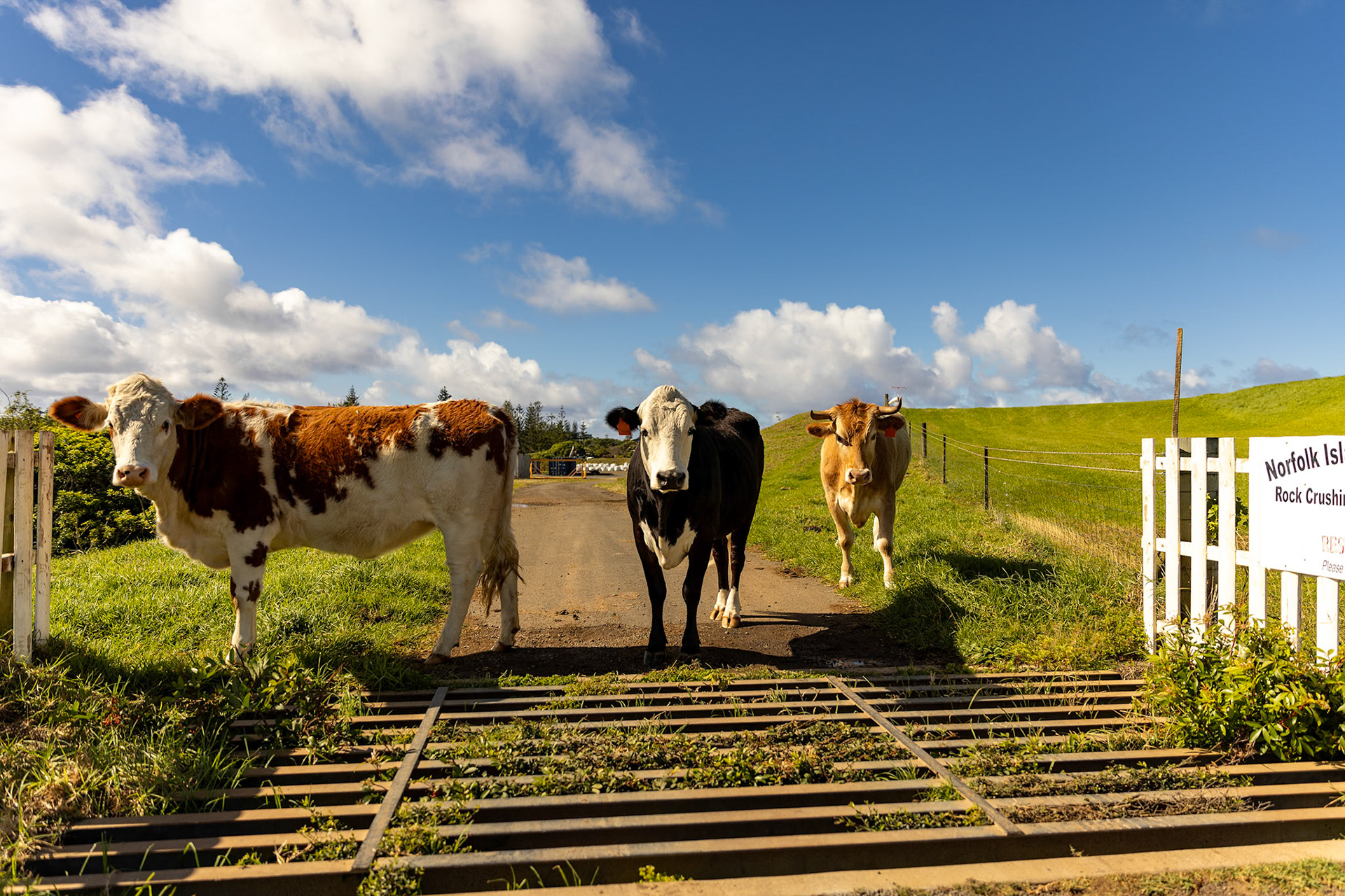 2024 july three cattle behind cattle grid norfolk island© copyright-lewis-a-collins-photographer-!http://lewiscollins.com.au