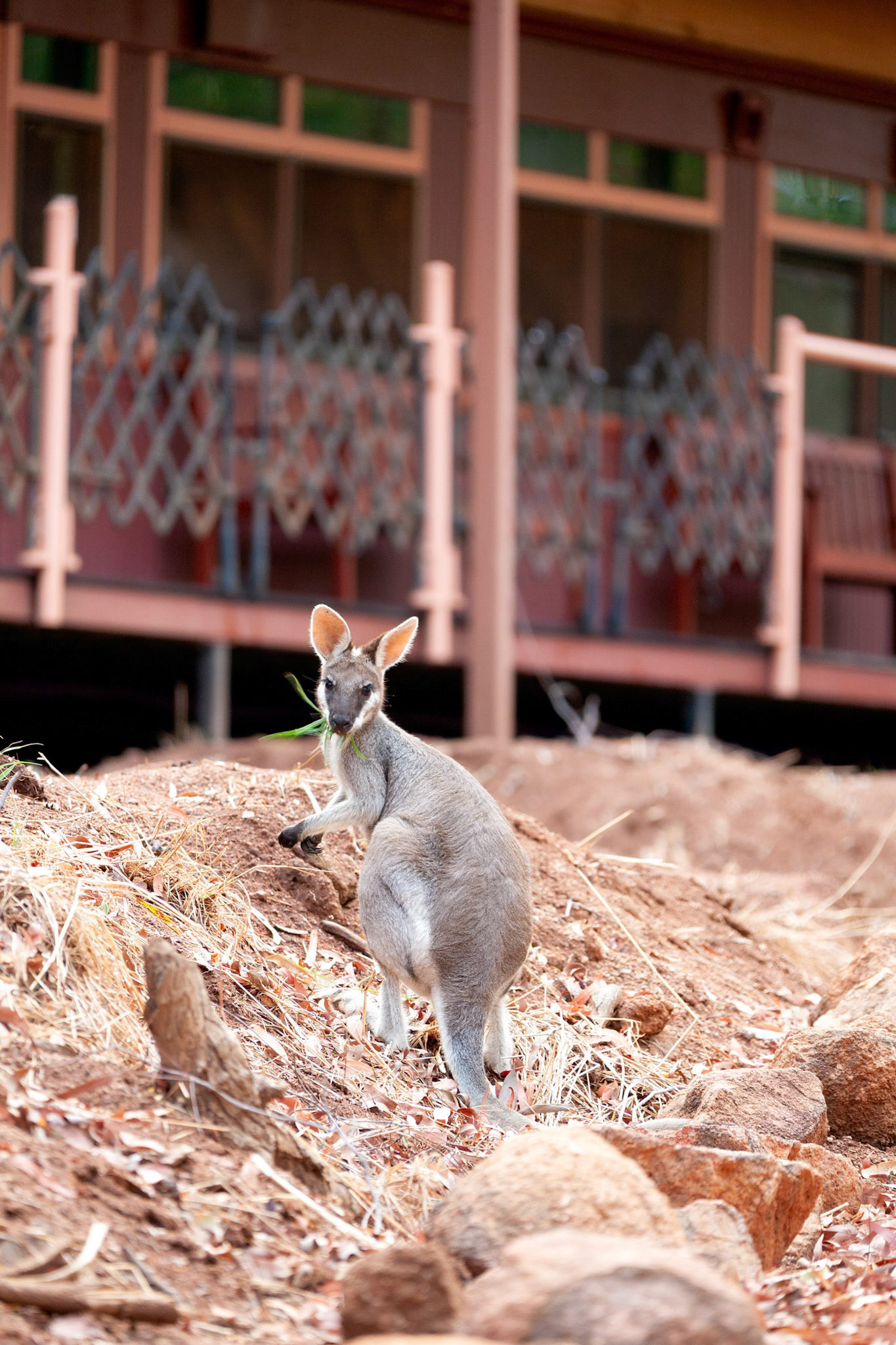 2009 december grey kangaroo eating at carriage, undara experience, volcanic national park, savannah way, queensland australia, unique railway carriage accommodation,© copyright-lewis-a-collins-lcpmtl-! http://lewiscollins.com.au