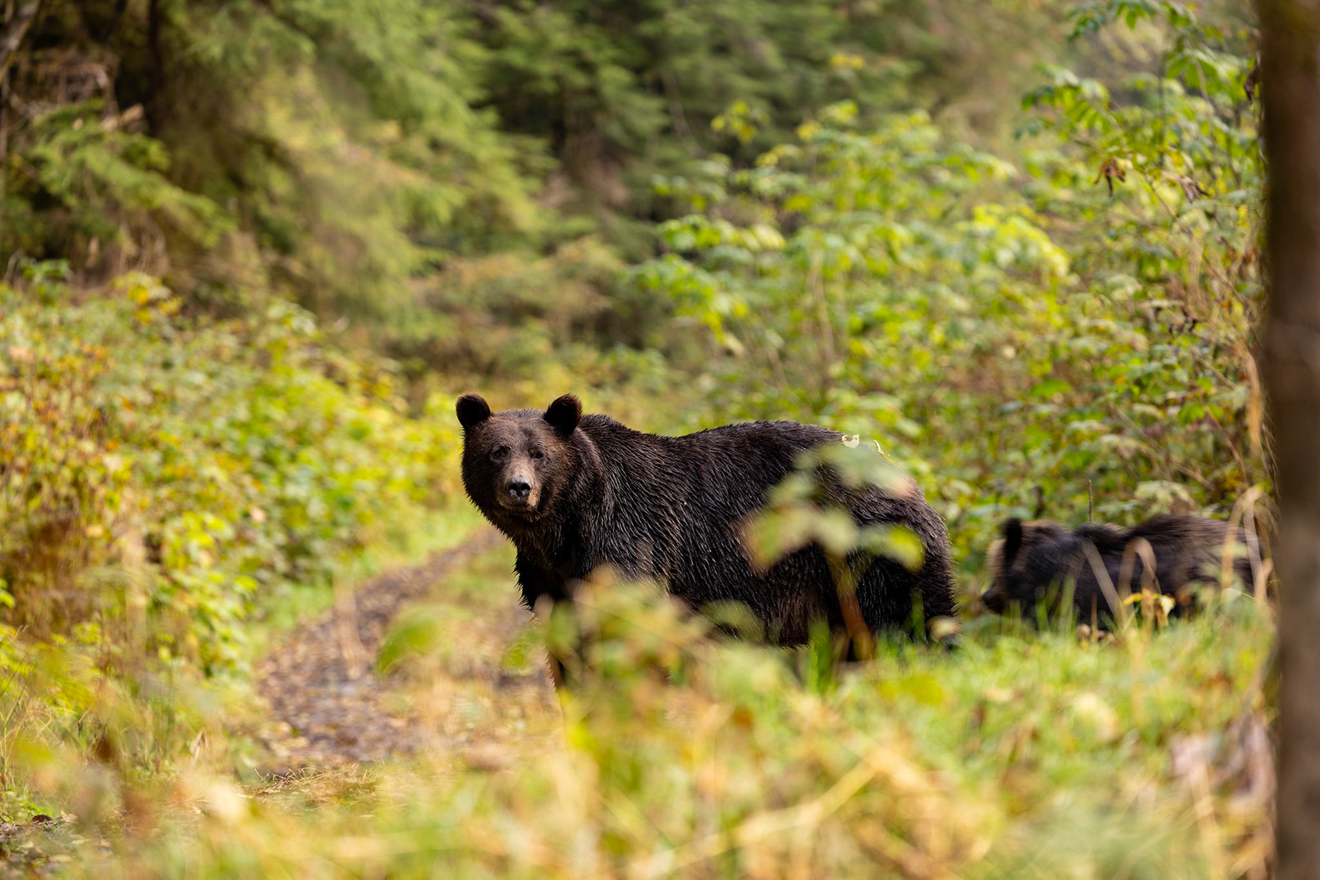 2025 october great bear lodge mum grizzly bear with cub standing on track above us looking back as she leaves us  © copyright-lewis-a-collins-photographer-! http://lewiscollins.com.au
