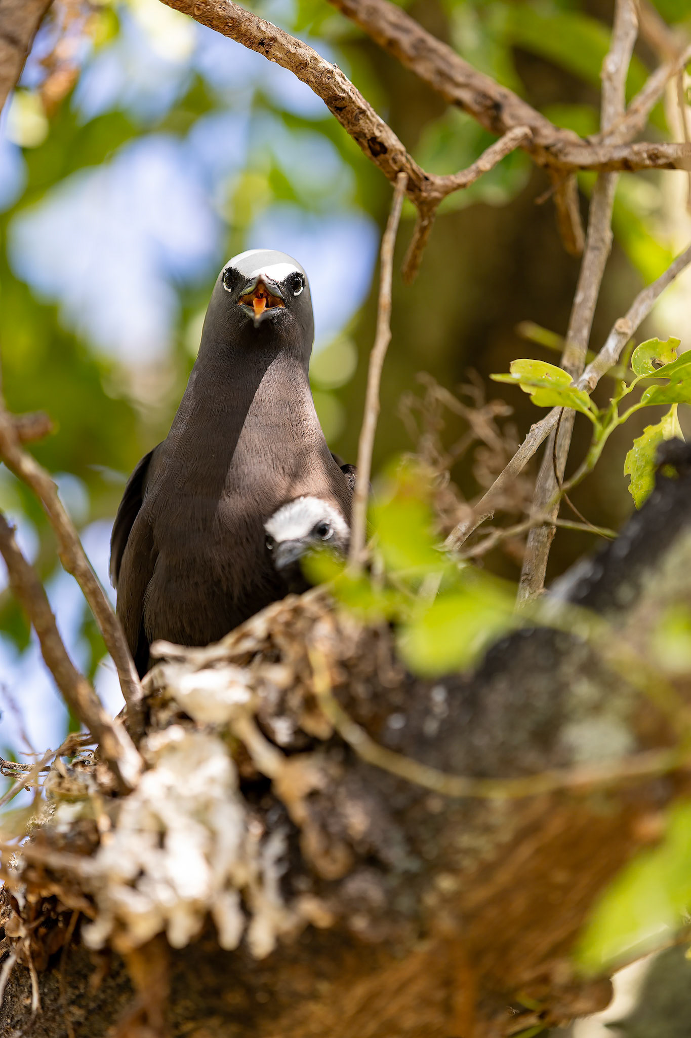 black noddy tern mum looking at you standing guard over chick Heron island Queensland Australia© copyright lewis a collins ! http://lewiscollins.au