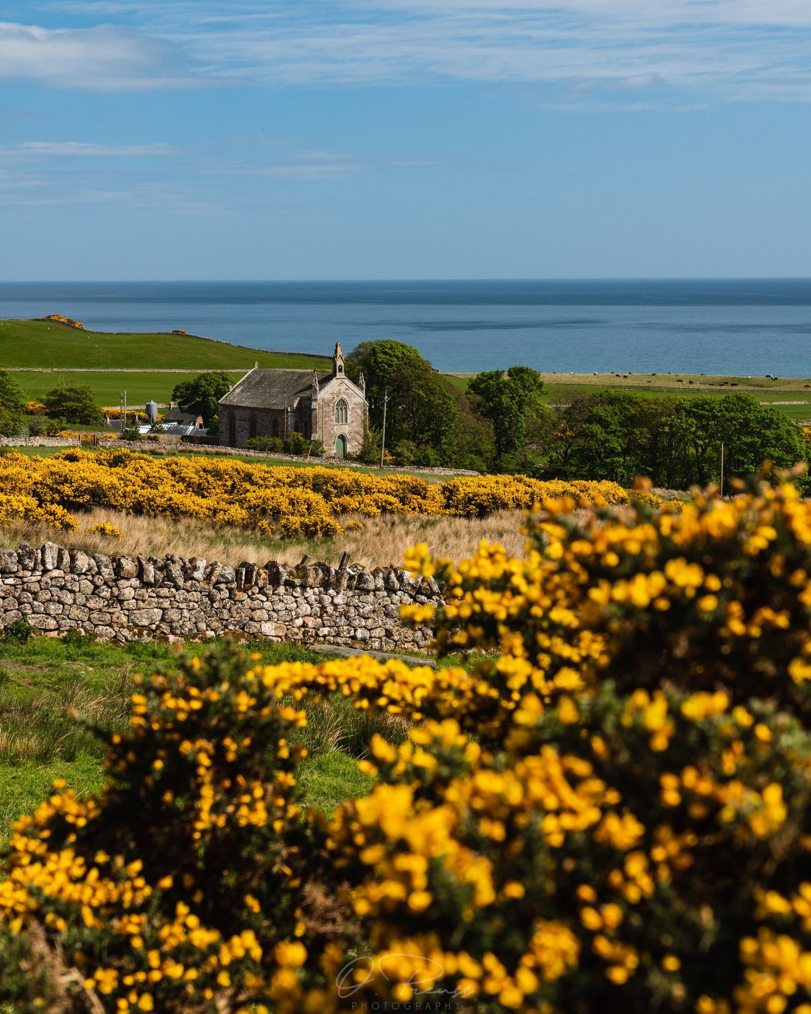 Broom on the Scottish Eastcoast