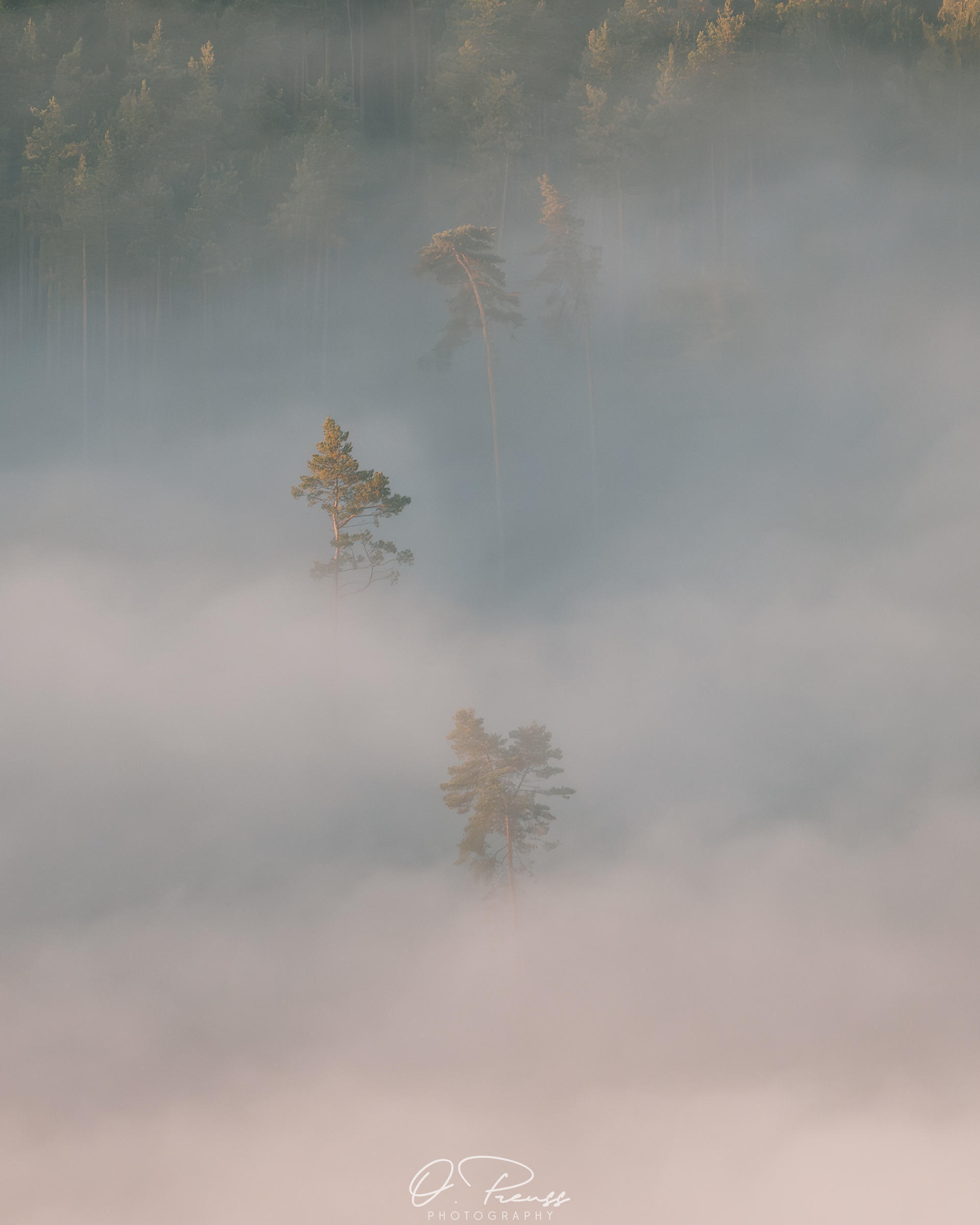 Bäume im Nebel