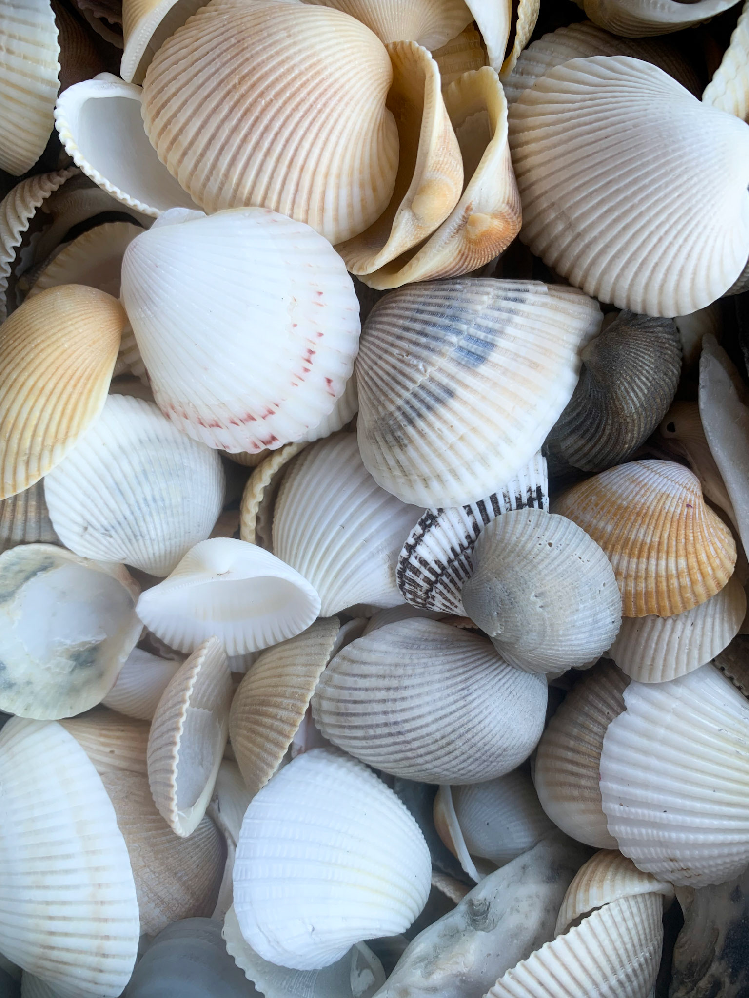 Step 1 Gather Shells
