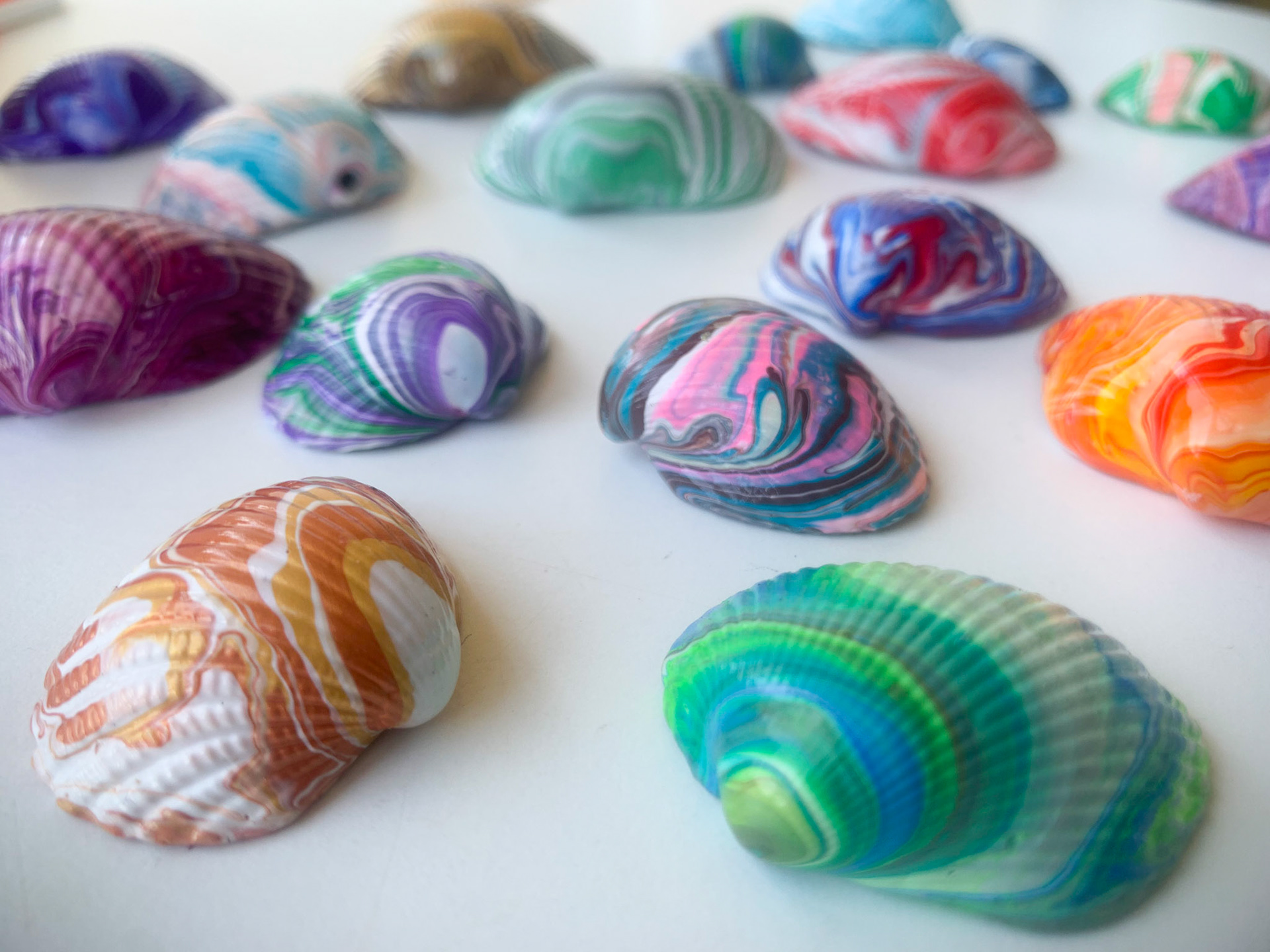 Assorted Shells