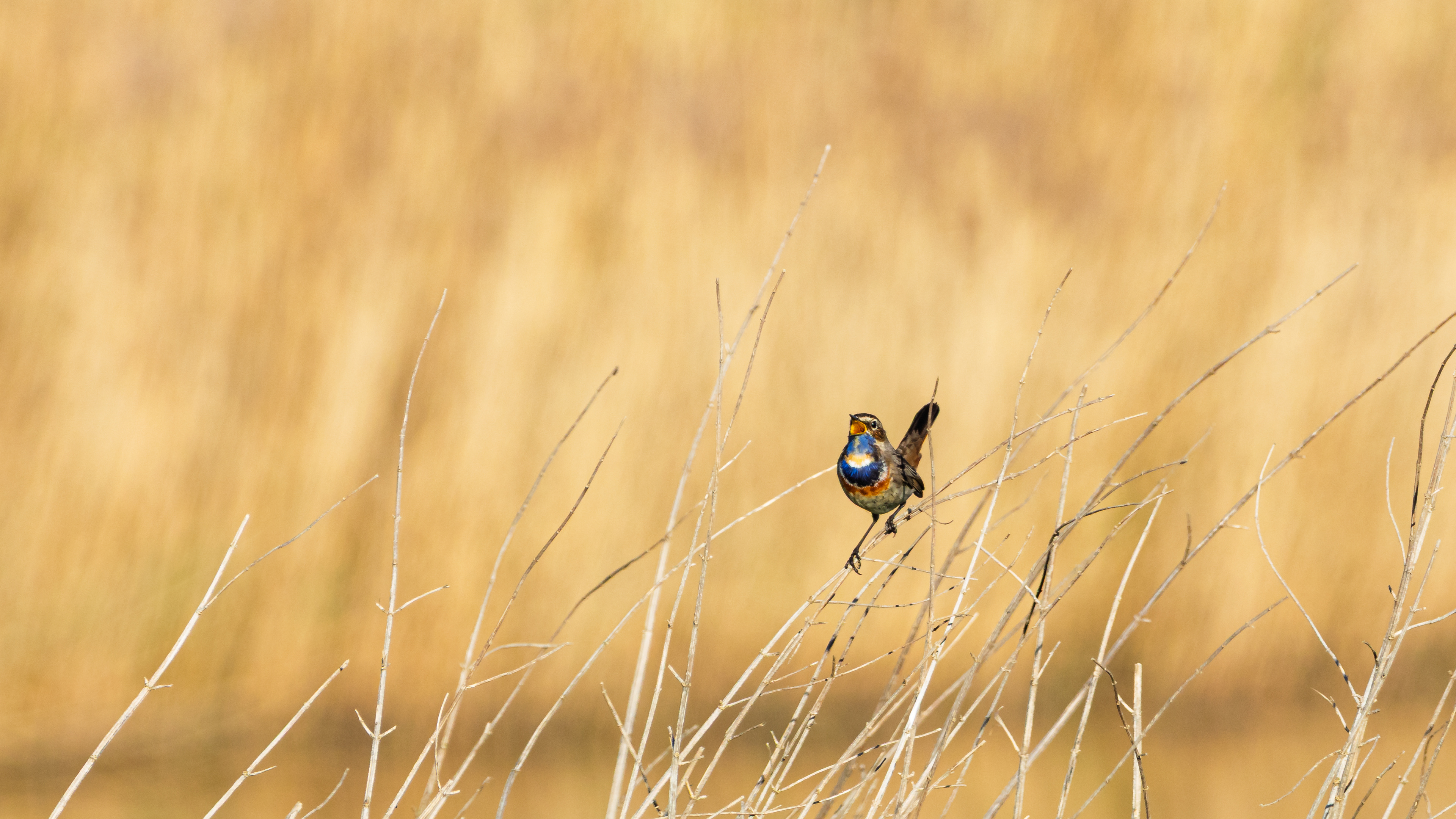 Blauwborst