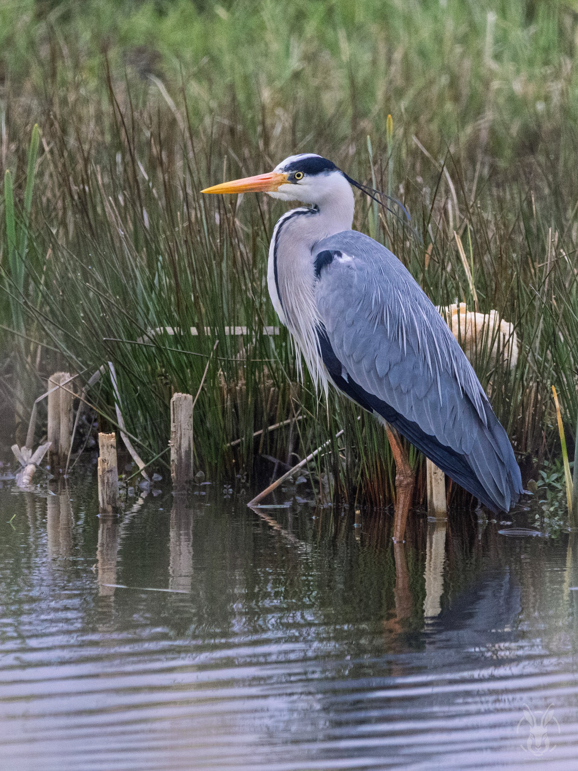 Blauwe Reiger