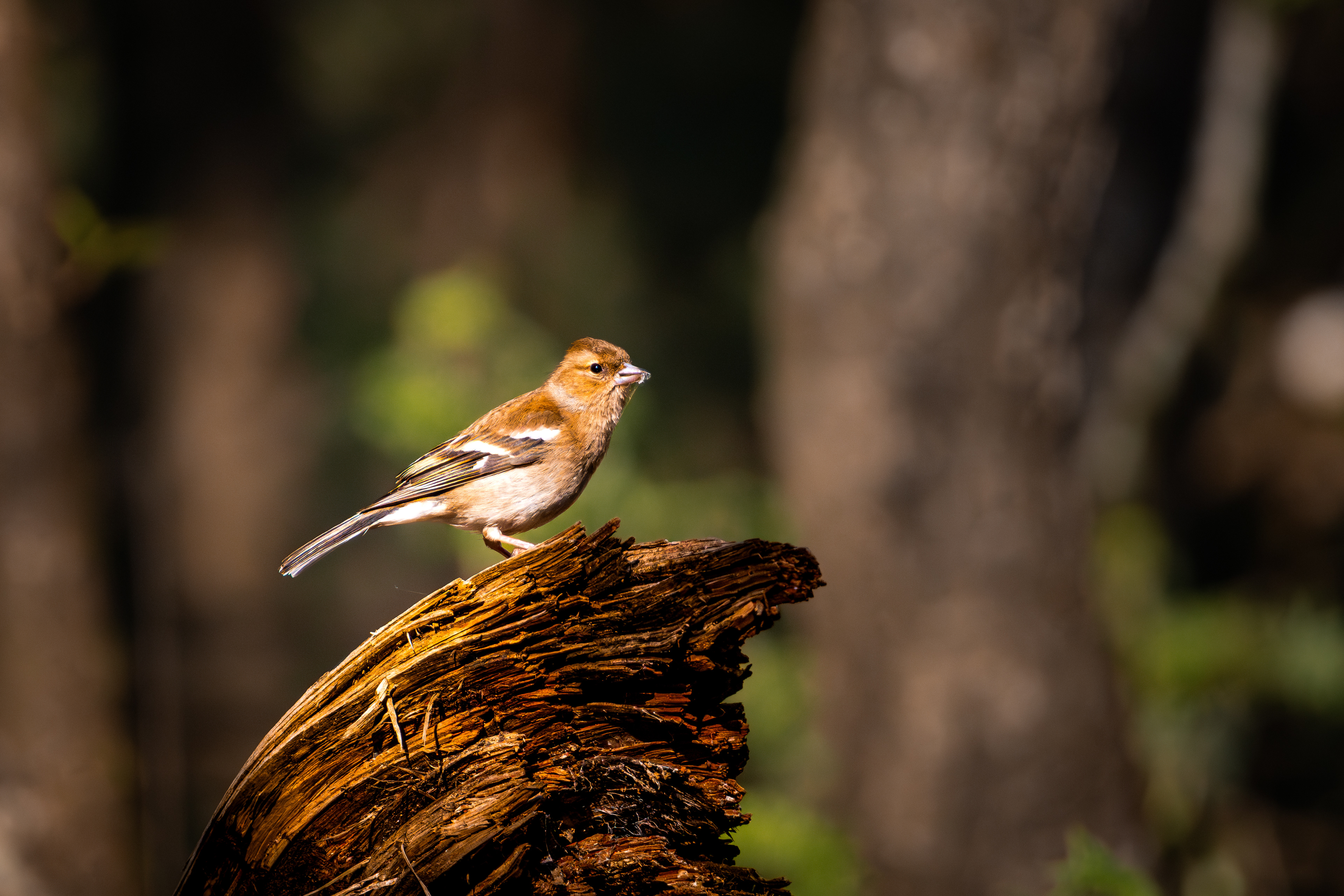 Vink