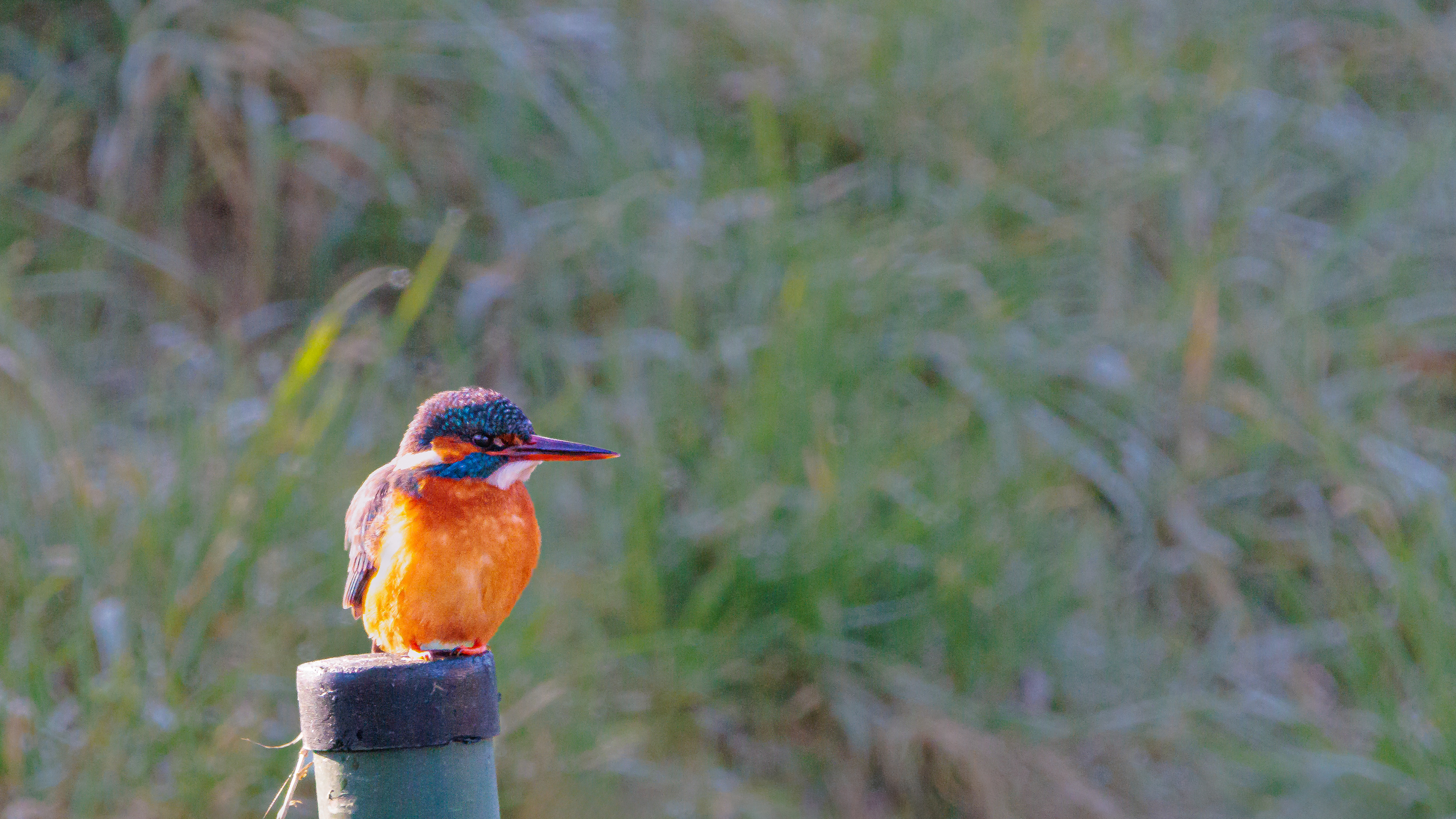 IJsvogel