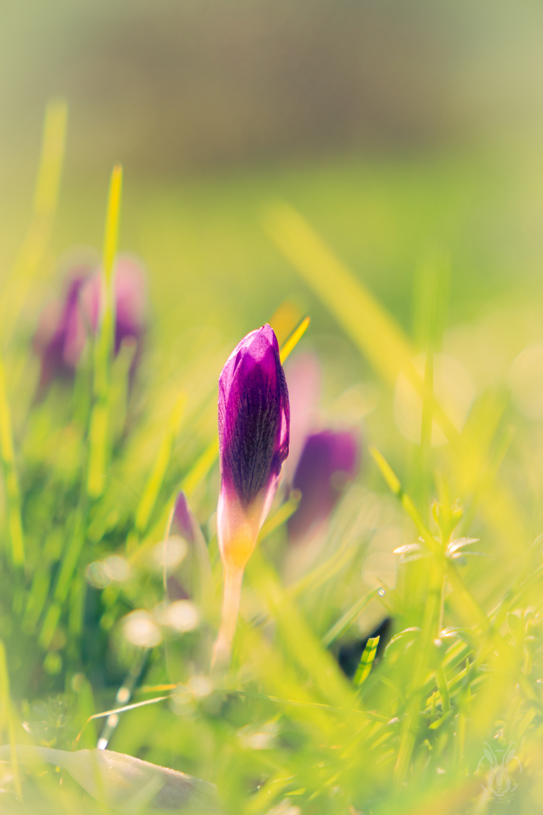 Krokus