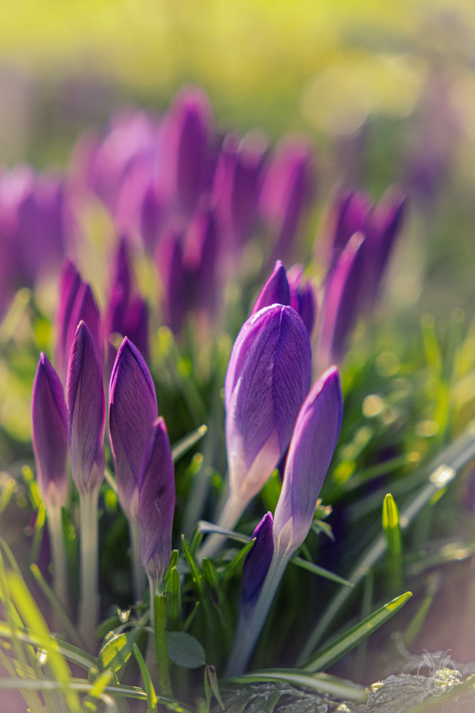 Krokus